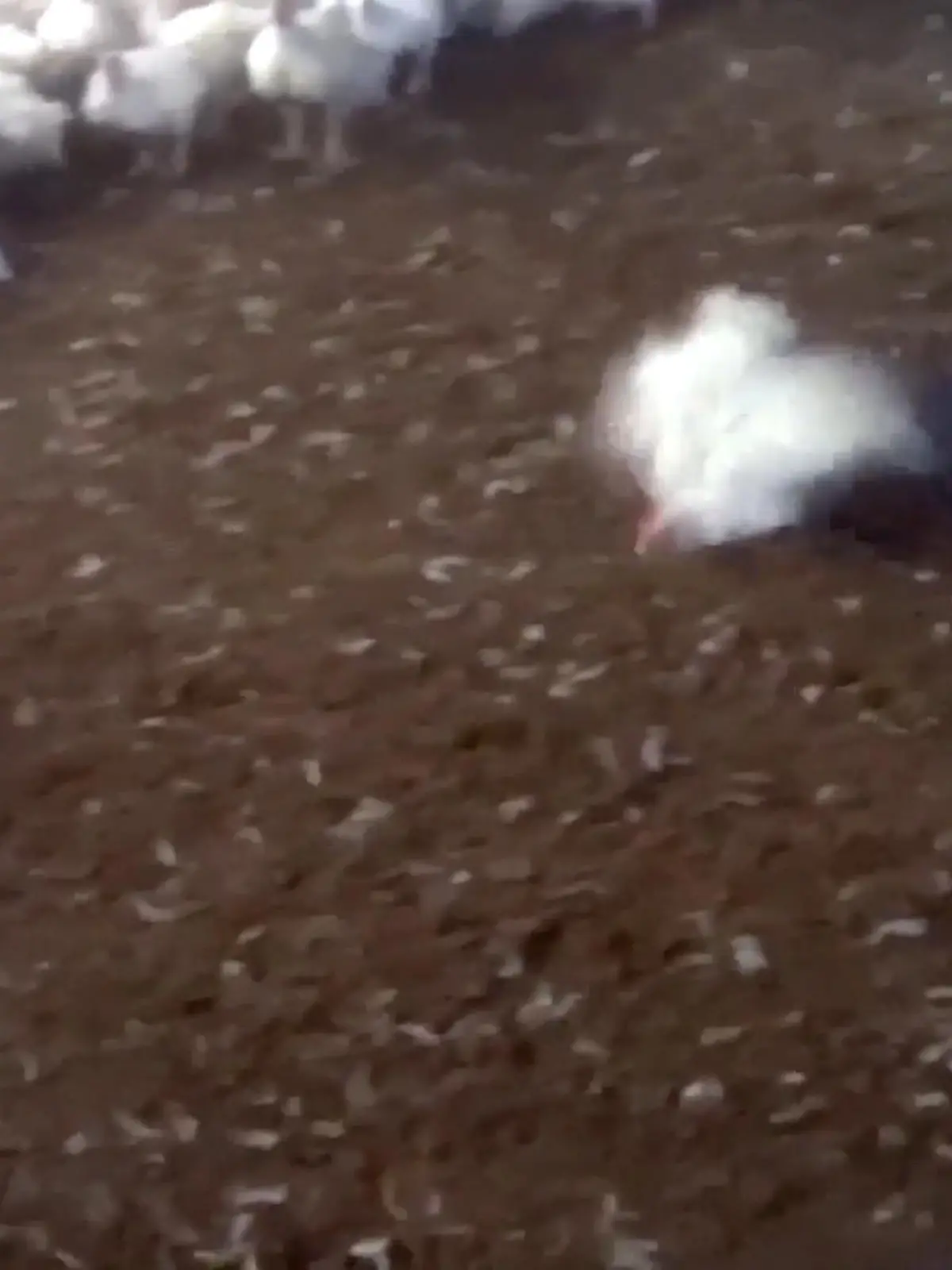 Es sind Bilder, die einfach nur fassungslos machen. Warum machen Menschen so etwas? Warum treten, werfen und stopfen Arbeiter die Tiere absichtlich in den Stall oder schlagen Küken auf brutale Weise tot? Die schlimme Tierquälerei ist verdeckt im Hühnermaststall des spanischen Lidl-Lieferanten Sada aufgenommen und der Organisation Equalia zugespielt worden. Es geht hier um klare Verstöße gegen europäisches Tierschutzrecht – obwohl der Betrieb mit einem spanischen „Tierwohl“-Siegel ausgezeichnet ist.