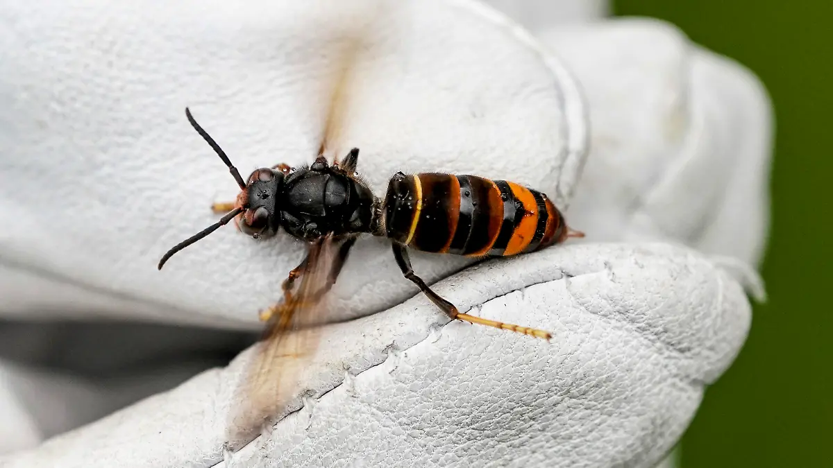 ILLUSTRATION - 27.08.2021, Hamburg: Eine Asiatische Hornisse (Vespa velutina nigrithorax) wird von einem Biologen mit einem Handschuh gehalten. Die Asiatische Hornisse ist das erste Mal in Berlin nachgewiesen worden.      (zu dpa «Asiatische Hornisse zum ersten Mal in Berlin nachgewiesen») Foto: Axel Heimken/dpa +++ dpa-Bildfunk +++