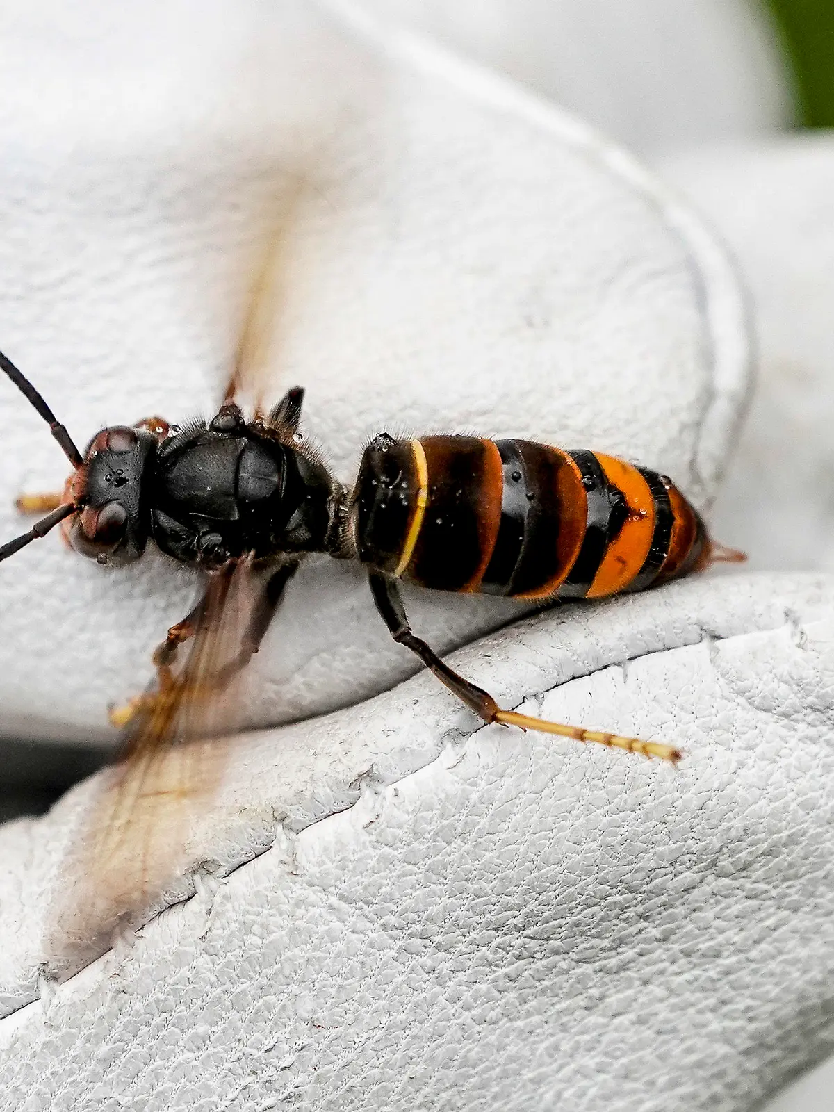 ILLUSTRATION - 27.08.2021, Hamburg: Eine Asiatische Hornisse (Vespa velutina nigrithorax) wird von einem Biologen mit einem Handschuh gehalten. Die Asiatische Hornisse ist das erste Mal in Berlin nachgewiesen worden.      (zu dpa «Asiatische Hornisse zum ersten Mal in Berlin nachgewiesen») Foto: Axel Heimken/dpa +++ dpa-Bildfunk +++