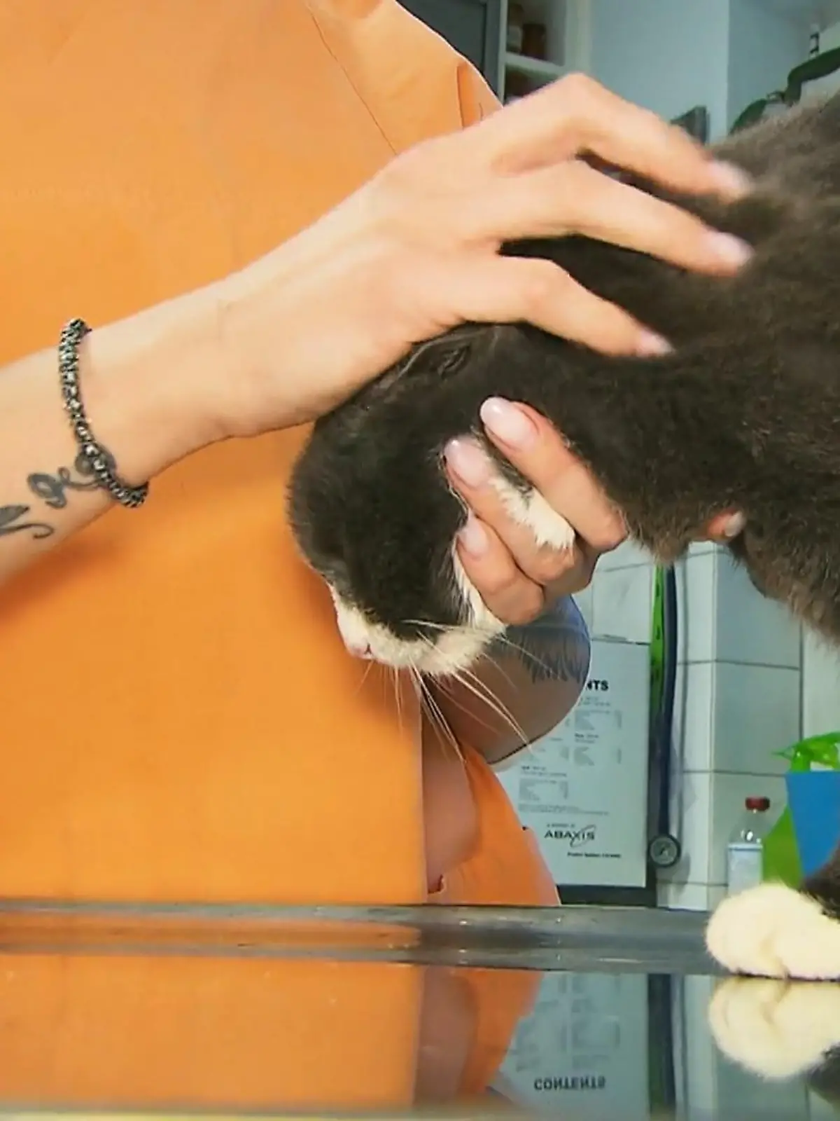 Nachdem seit knapp einem Jahr die neue Gebührenordnung für Tierärzte in Deutschland gilt, ist der Besuch beim Tierarzt für viele zur Belastungsprobe geworden. Deshalb zieht es immer mehr Besitzer von Hund, Katze und Co. dorthin, wo es noch erschwinglich ist: nach Polen! Was eine polnische Tierärztin dazu sagt und wie viel eine Tier-Krankenversicherung eigentlich bringt, sehen Sie im Video.