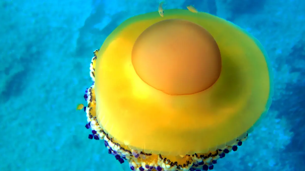Cotylorhiza tuberculata is a species of jellyfish, of the phylum Cnidaria, also known as the Mediterranean jellyfish, Mediterranean jelly or fried egg jellyfish. It is commonly found in the Mediterranean Sea, Aegean Sea, and Adriatic Sea. It can reach 40 cm in diameter, but is usually less than 17 cm wide.