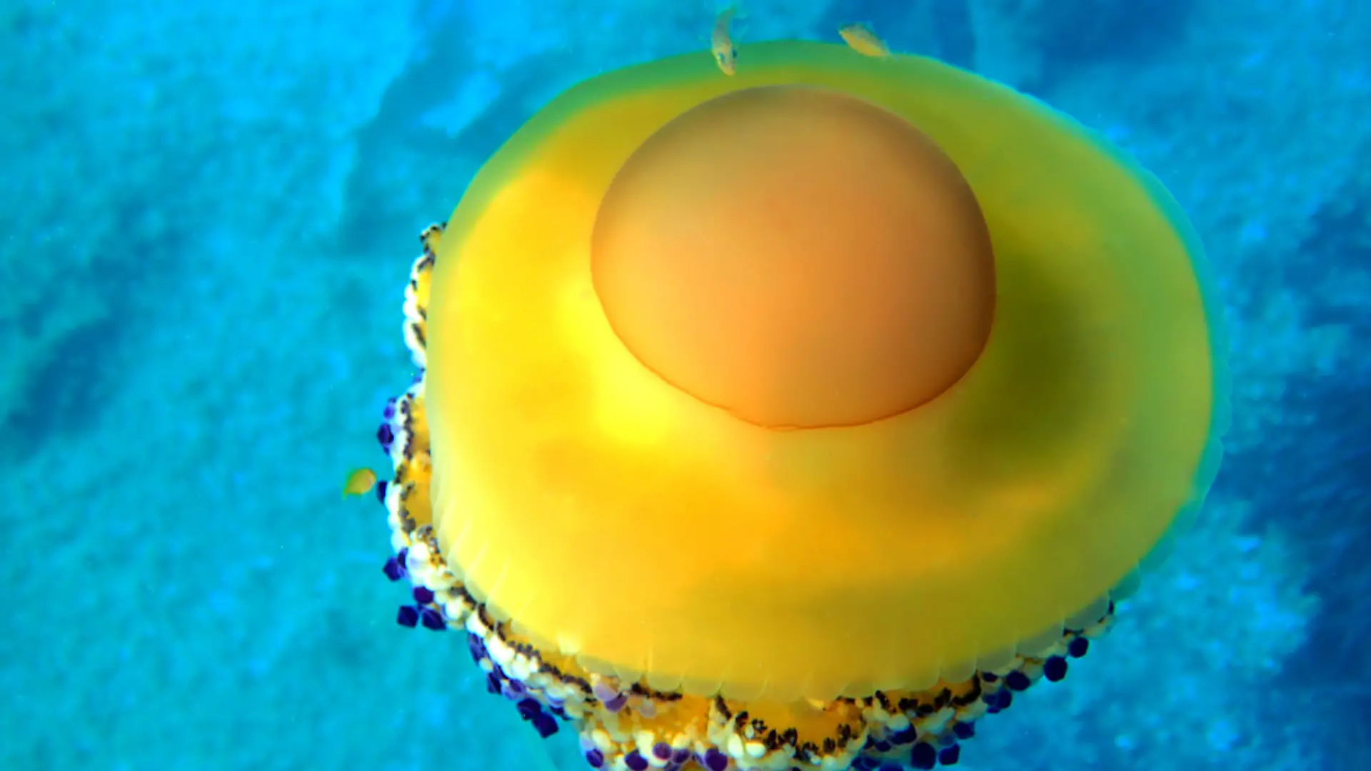 Cotylorhiza tuberculata is a species of jellyfish, of the phylum Cnidaria, also known as the Mediterranean jellyfish, Mediterranean jelly or fried egg jellyfish. It is commonly found in the Mediterranean Sea, Aegean Sea, and Adriatic Sea. It can reach 40 cm in diameter, but is usually less than 17 cm wide.