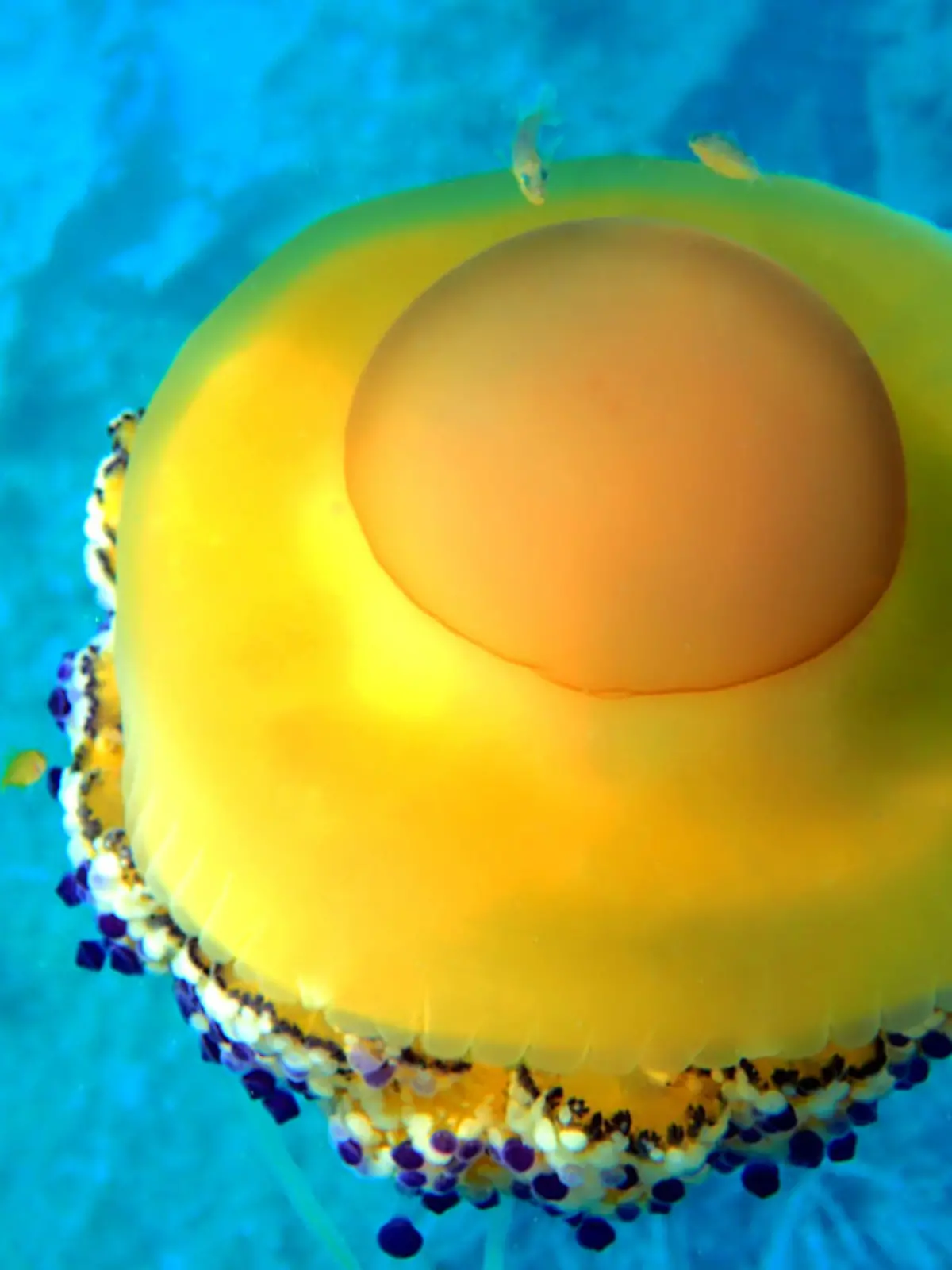 Cotylorhiza tuberculata is a species of jellyfish, of the phylum Cnidaria, also known as the Mediterranean jellyfish, Mediterranean jelly or fried egg jellyfish. It is commonly found in the Mediterranean Sea, Aegean Sea, and Adriatic Sea. It can reach 40 cm in diameter, but is usually less than 17 cm wide.