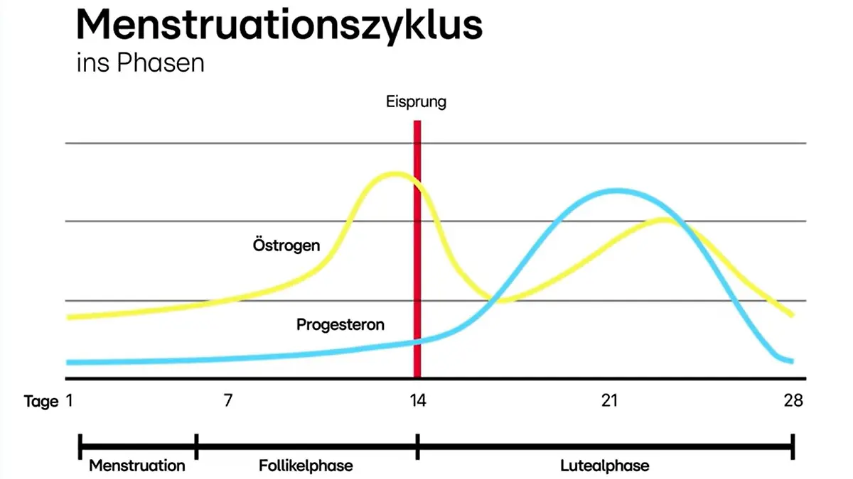 Eine Grafik in der die Menstruation, Follikelphase und Lutealphase eingetragen ist. Außerdem ist der Eisprung eingezeichnet und wie Östrogen und Progesteron-Werte in diesem Bereich schwanken.
