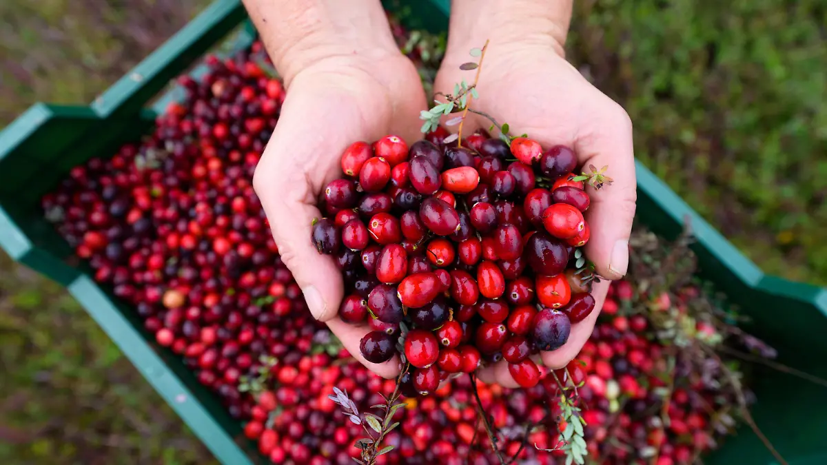 PRODUKTION - 26.10.2022, Niedersachsen, Gilten: Frisch geerntete Cranberries werden in den Händen gehalten. Cranberries werden in den Nordamerika seit mehr als 200 Jahren angebaut, zu Thanksgiving wird die Soße aus der sauren Frucht zum Truthahn serviert. In Deutschland gehört die Familie Dierking in der Lüneburger Heide zu den wenigen, die die Beeren aufwendig anbauen. (zu dpa: Cranberry-Ernte in Niedersachsen - Viel Handarbeit) Foto: Philipp Schulze/dpa +++ dpa-Bildfunk +++