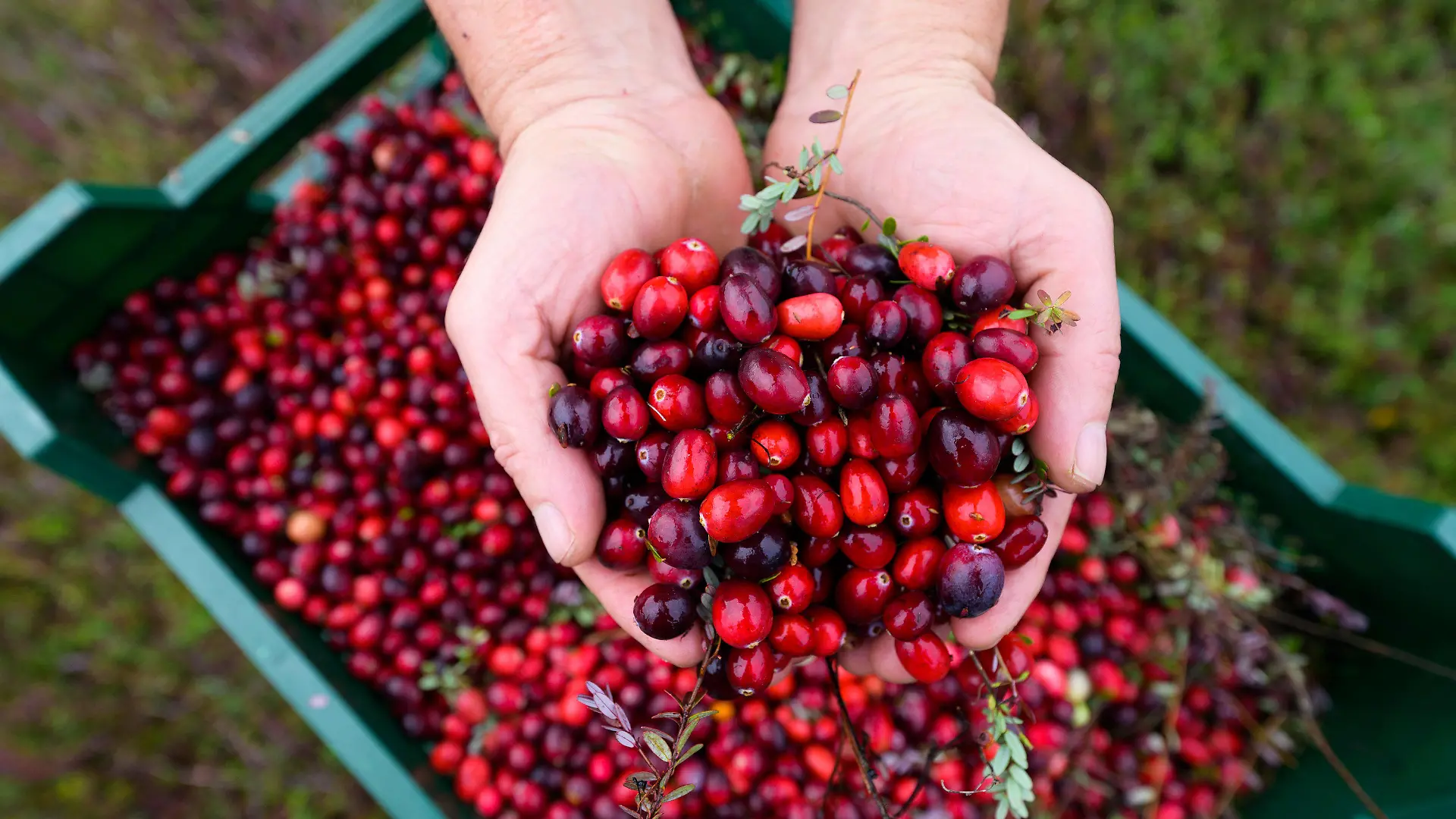 PRODUKTION - 26.10.2022, Niedersachsen, Gilten: Frisch geerntete Cranberries werden in den Händen gehalten. Cranberries werden in den Nordamerika seit mehr als 200 Jahren angebaut, zu Thanksgiving wird die Soße aus der sauren Frucht zum Truthahn serviert. In Deutschland gehört die Familie Dierking in der Lüneburger Heide zu den wenigen, die die Beeren aufwendig anbauen. (zu dpa: Cranberry-Ernte in Niedersachsen - Viel Handarbeit) Foto: Philipp Schulze/dpa +++ dpa-Bildfunk +++