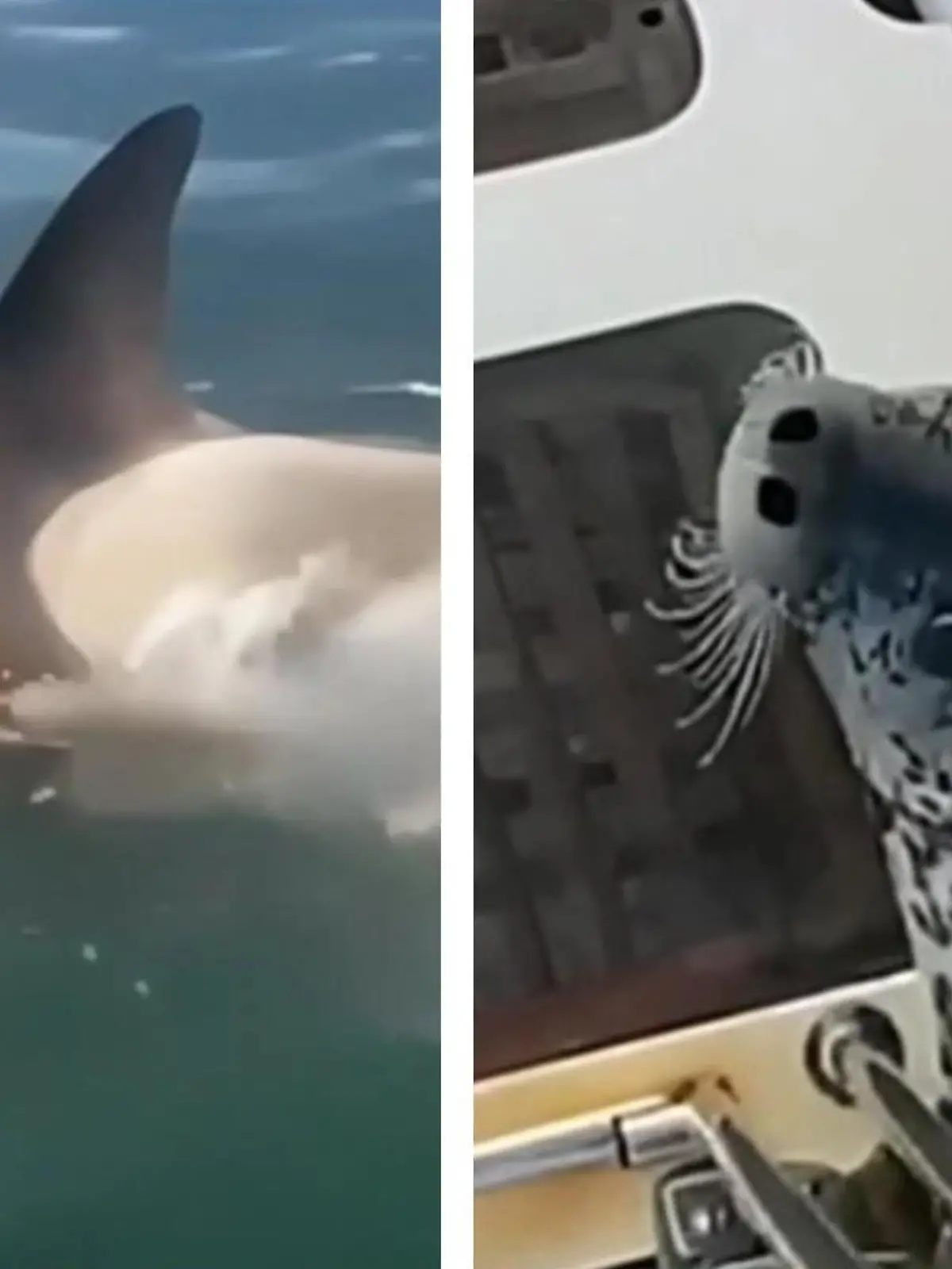 Vor der Ostküste Kamschatkas beobachten Segler den Kampf um Leben und Tod. Eine Robbe ist auf der Flucht vor mehreren Killerwalen, kommt der Segelyacht dabei sehr nahe. So, als würde das Tier die Menschen um Hilfe bitten.
Doch dann kommt der Robbe offenbar selbst die Idee: Sie rettet sich auf die Badeplattform der Segelyacht.