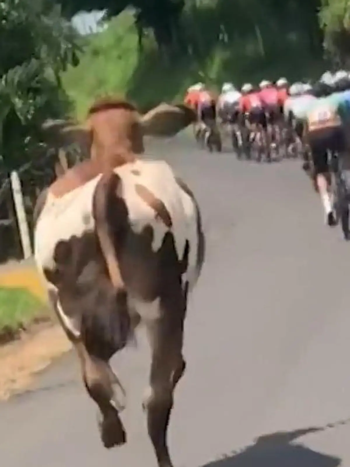 Kühe werden allgemein nicht für die sportlichsten Tiere gehalten - aber dieses Exemplar versucht, Schluss mit diesen Vorurteilen zu machen!
Bei der Tour de San Carlos in Costa Rica wurde das Tier dabei gefilmt, wie es sich einer Gruppe Radfahrer mitten im Rennen anschließt - und mithält!