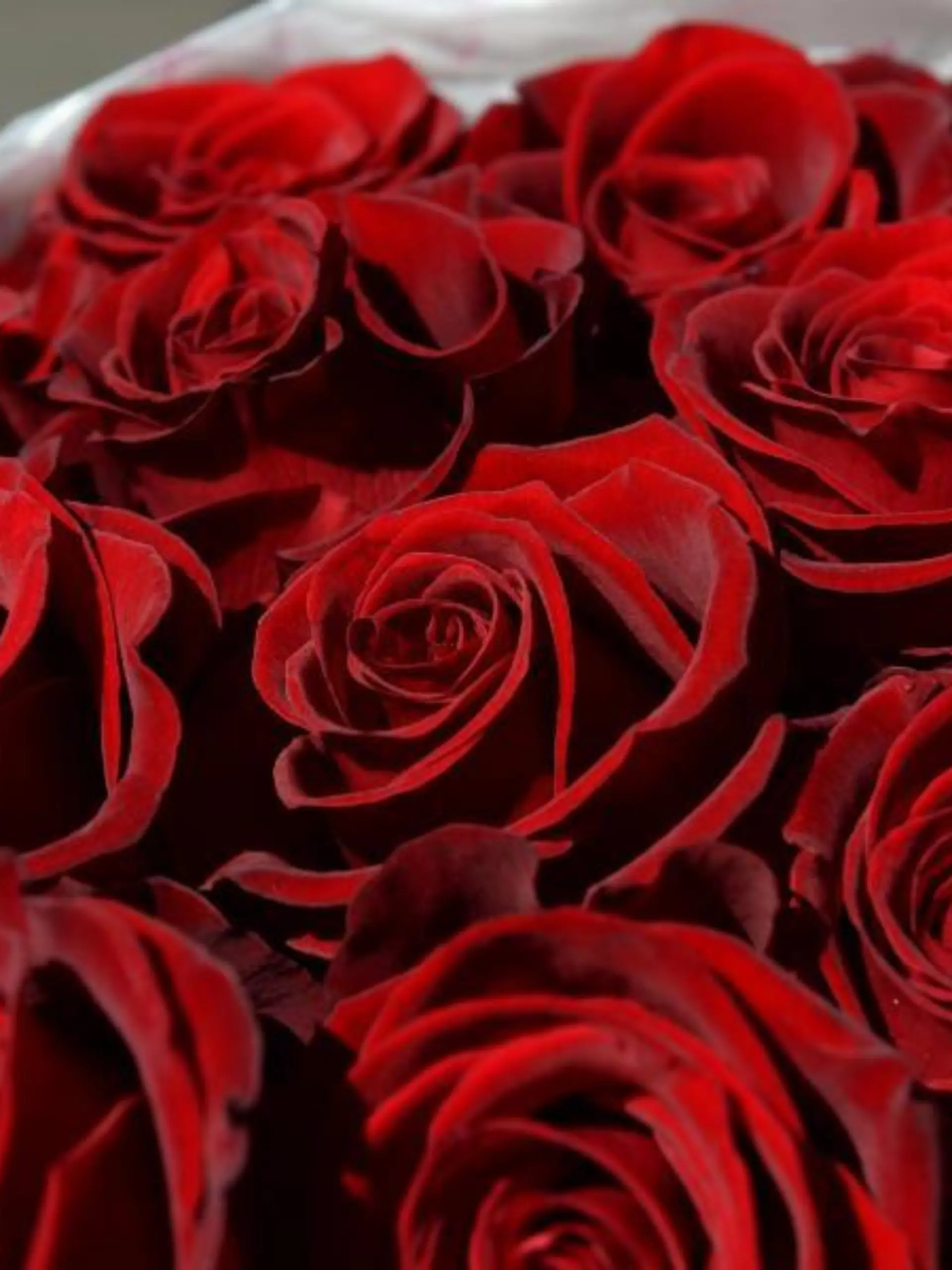 Rote Rosen sind in einem Strauß zusammengefasst