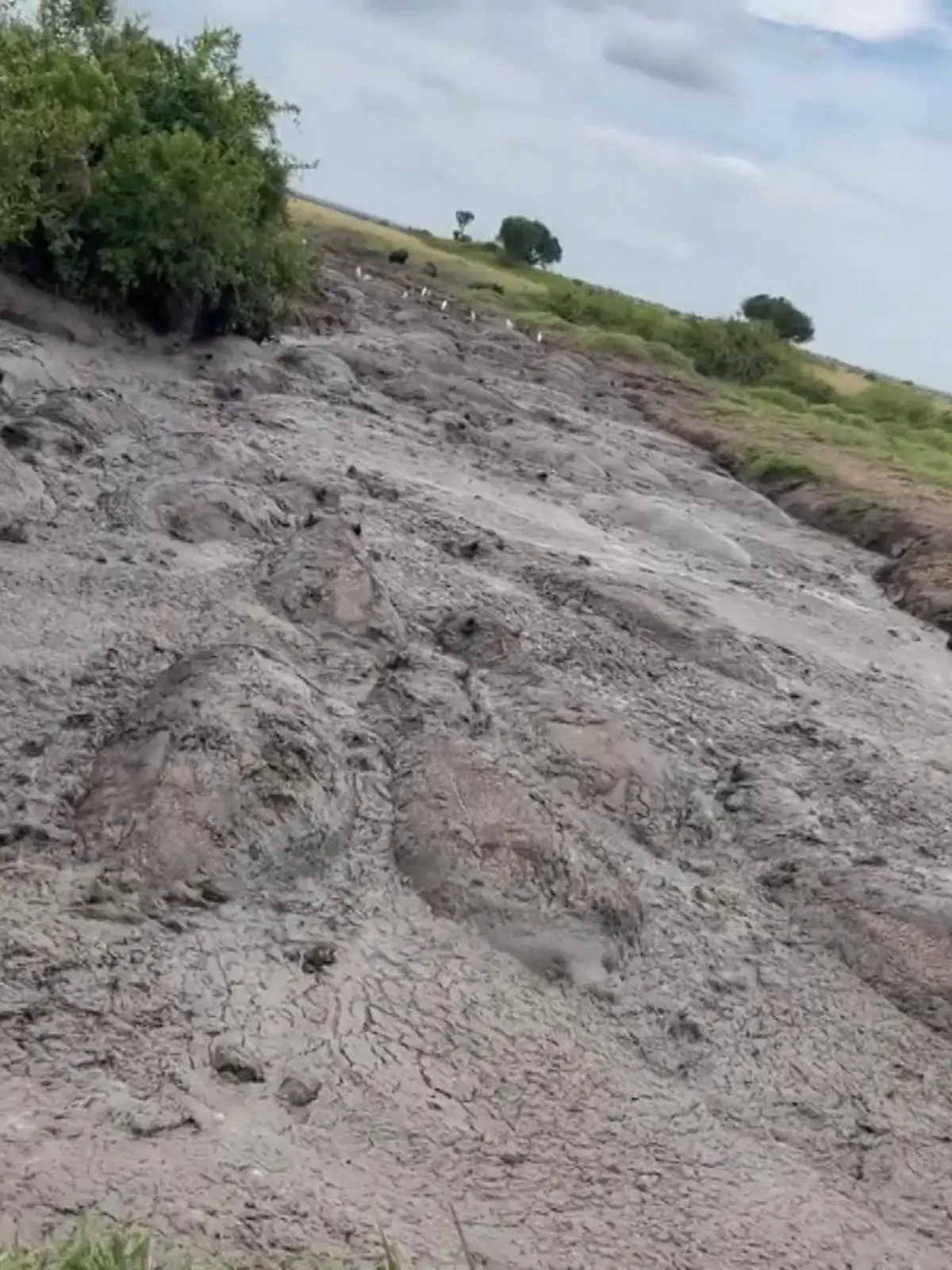 Was auf den ersten Blick aussieht, wie ein Magma-Strom nach einem Vulkanausbruch, sind eigentlich Tiere, die das Verstecken gemeistert haben. Kommen Sie drauf, welche Exemplare hier fast komplett im Matsch verschwinden?