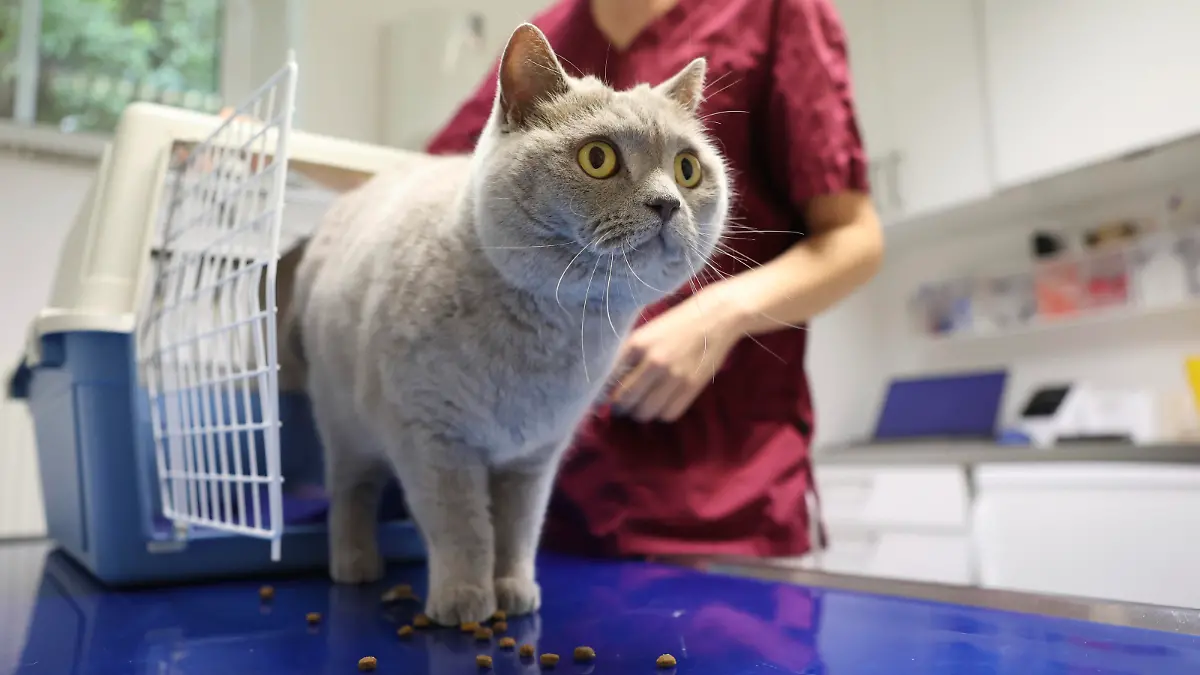 Eine Katze der Rasse Britisch-Kurzhaar verlaesst am 06.07.2022 in einer Tierarztpraxis in Kleinmachnow (Brandenburg) ihre Transportbox. Foto: Karo Kraemer