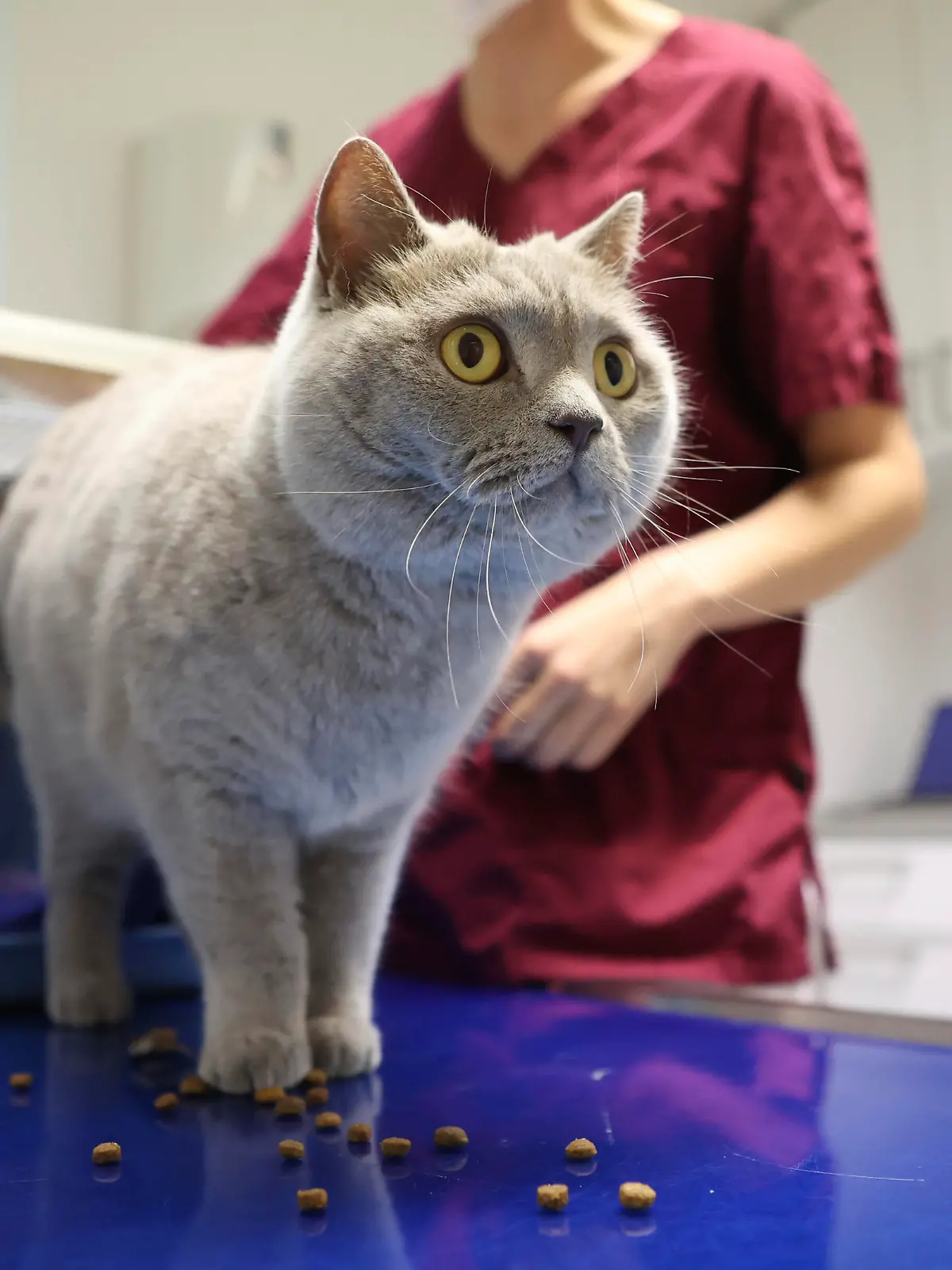Eine Katze der Rasse Britisch-Kurzhaar verlaesst am 06.07.2022 in einer Tierarztpraxis in Kleinmachnow (Brandenburg) ihre Transportbox. Foto: Karo Kraemer