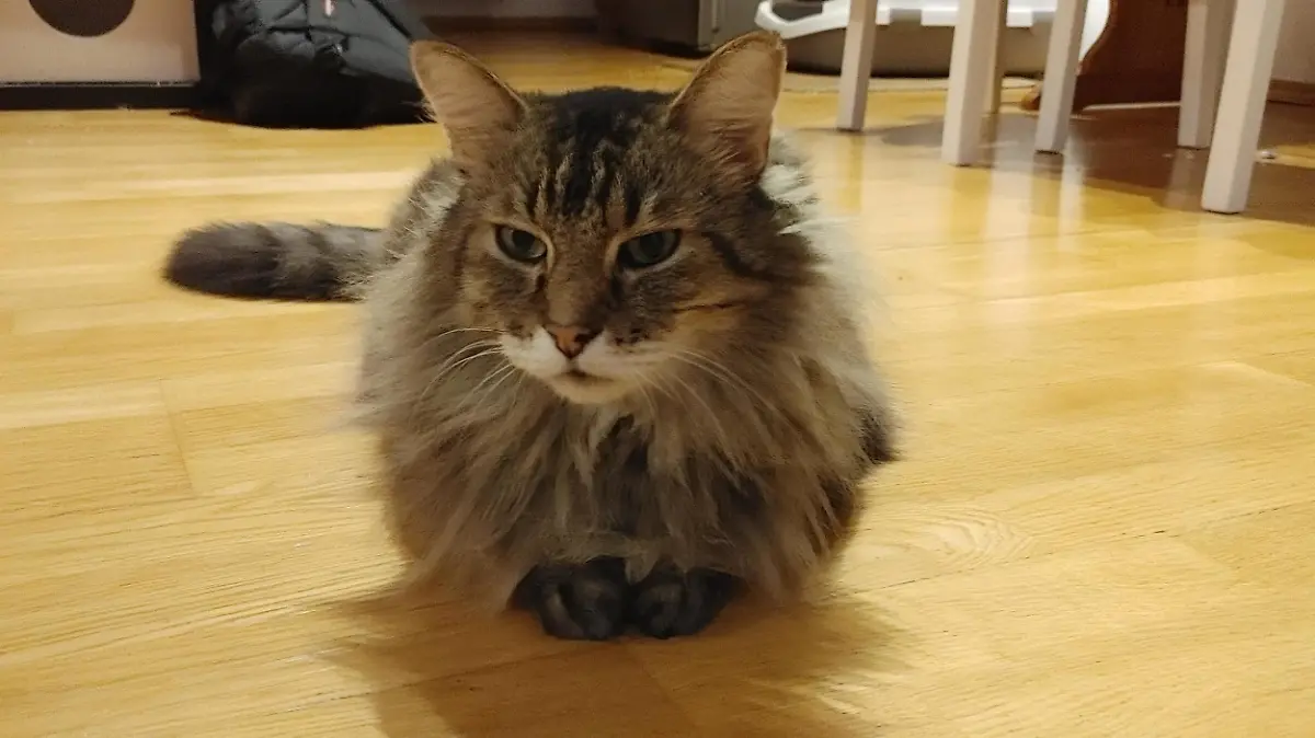 Dem Kater unserer Autorin mussten die Zähne saniert werden - ein teures Unterfangen.