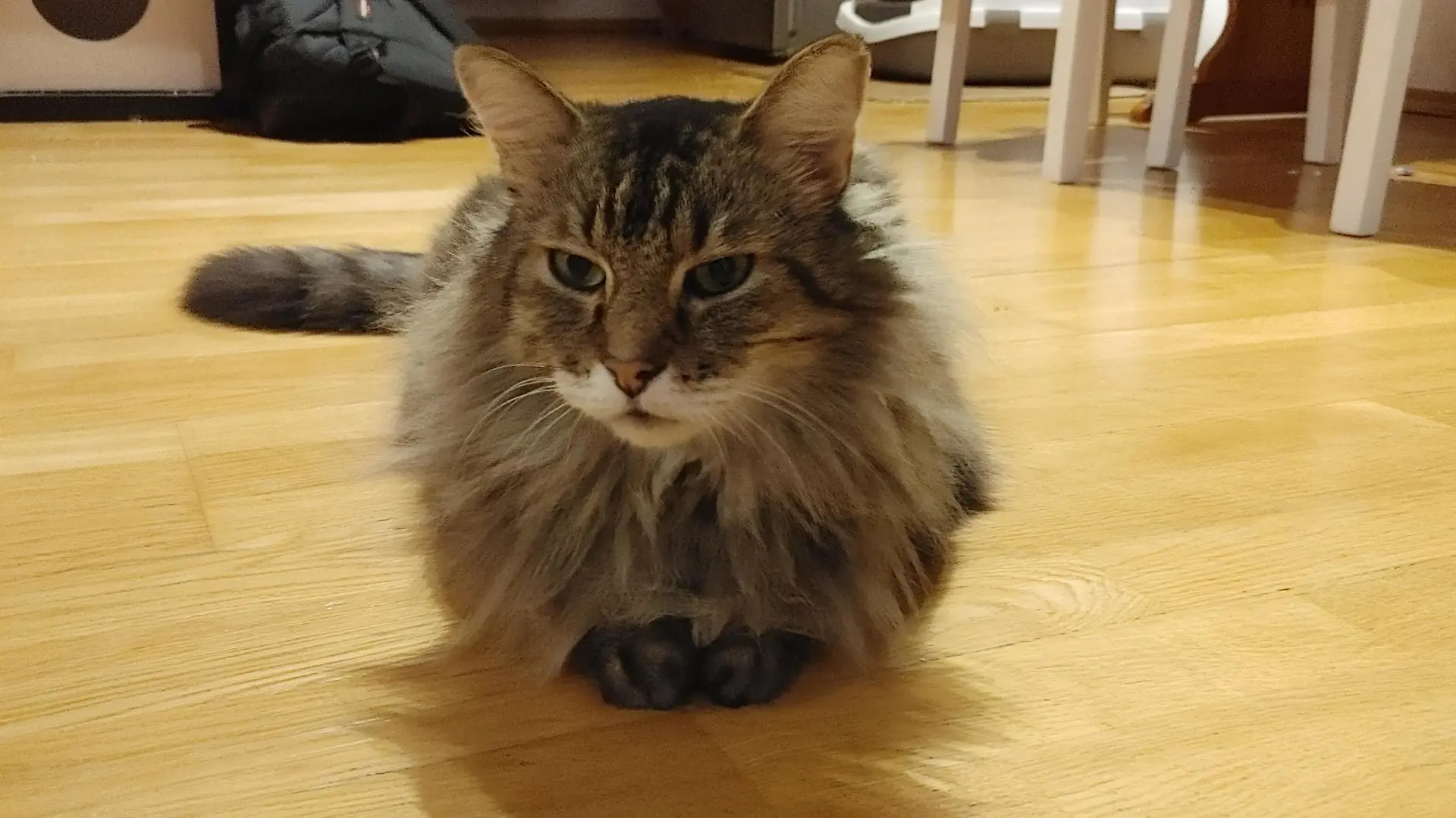 Dem Kater unserer Autorin mussten die Zähne saniert werden - ein teures Unterfangen.