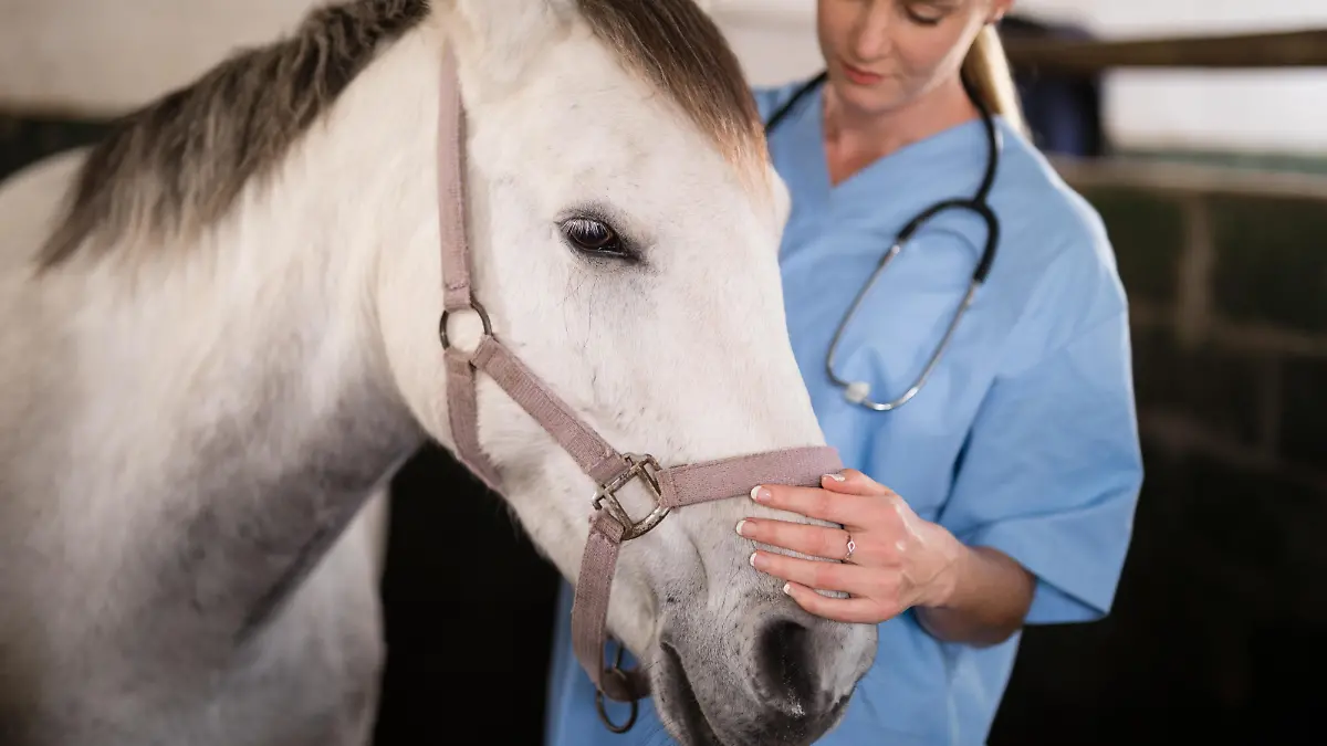 Female veterinarian stroking horse while standing in stable || Modellfreigabe vorhanden