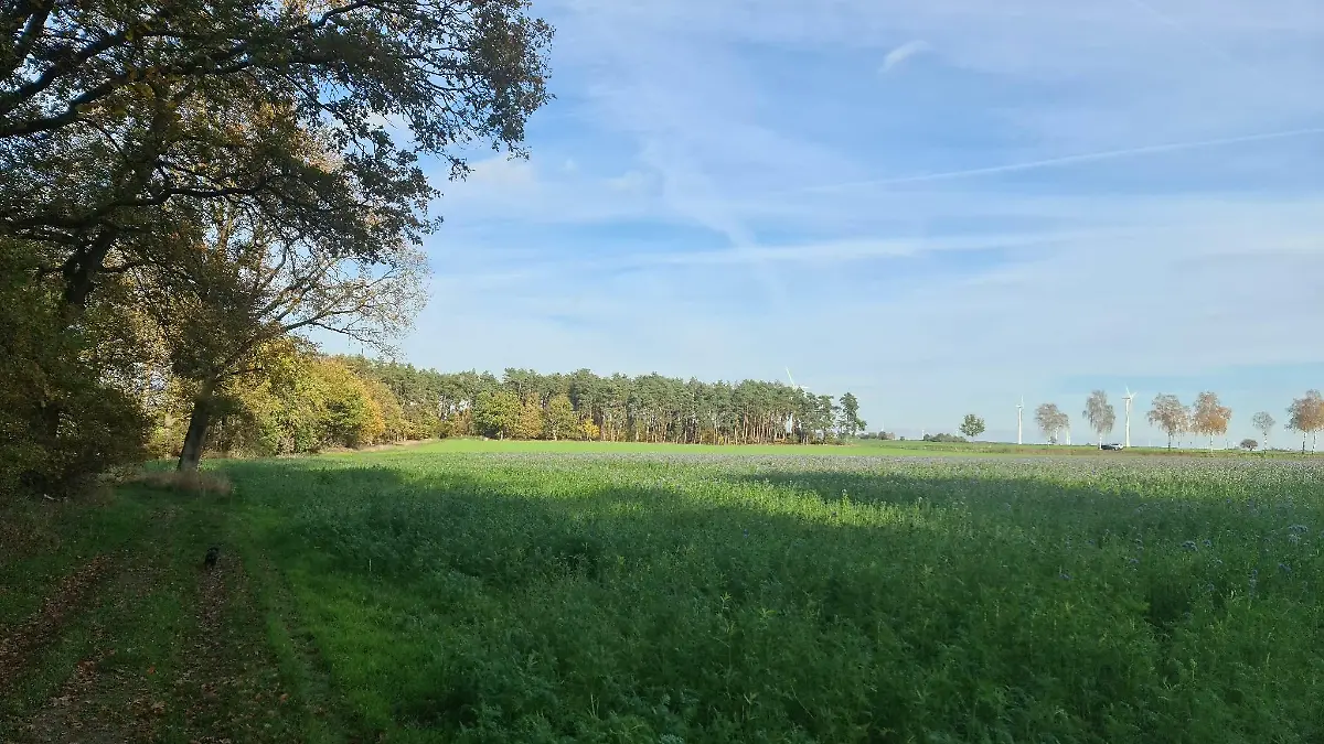Das betroffene Waldstück ist vor allem bei Spaziergängern mit Hunden beliebt.