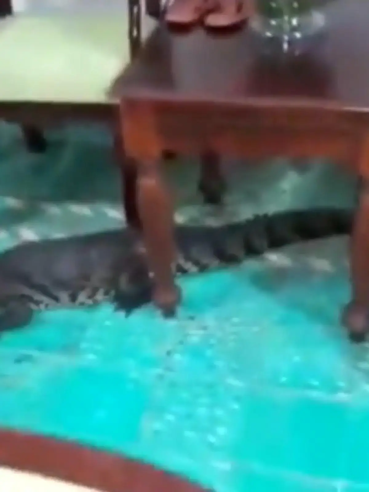 Äh ja, eine Begegnung der anderen Art! Unter dem Sofa dieser Frau in Mexiko hat es sich ein Krokodil gemütlich gemacht! Die Dame des Hauses versucht das Tier loszuwerden, und wählt dafür ein Interessantes Hilfsmittel. Zu was sie greift, und ob sich das Kroko wieder verzieht sehen Sie im Video.