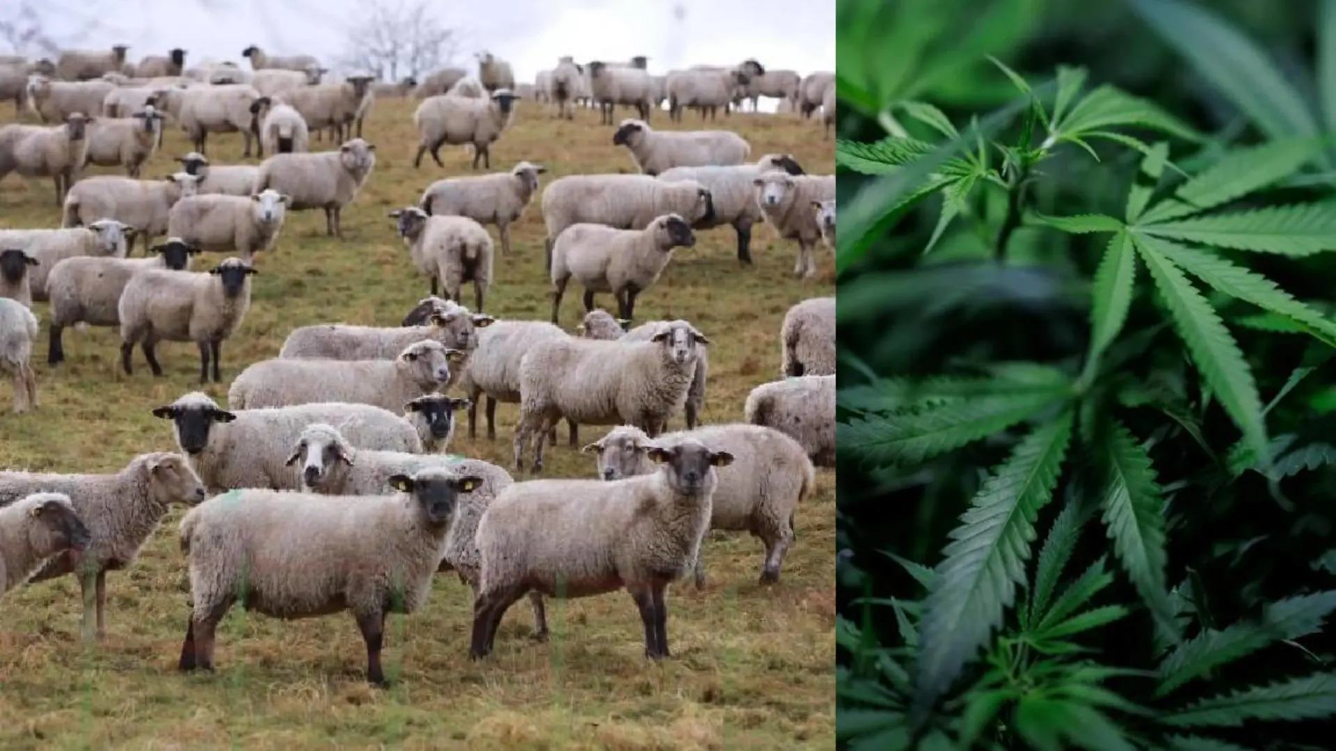 Schafsherde und Cannabis