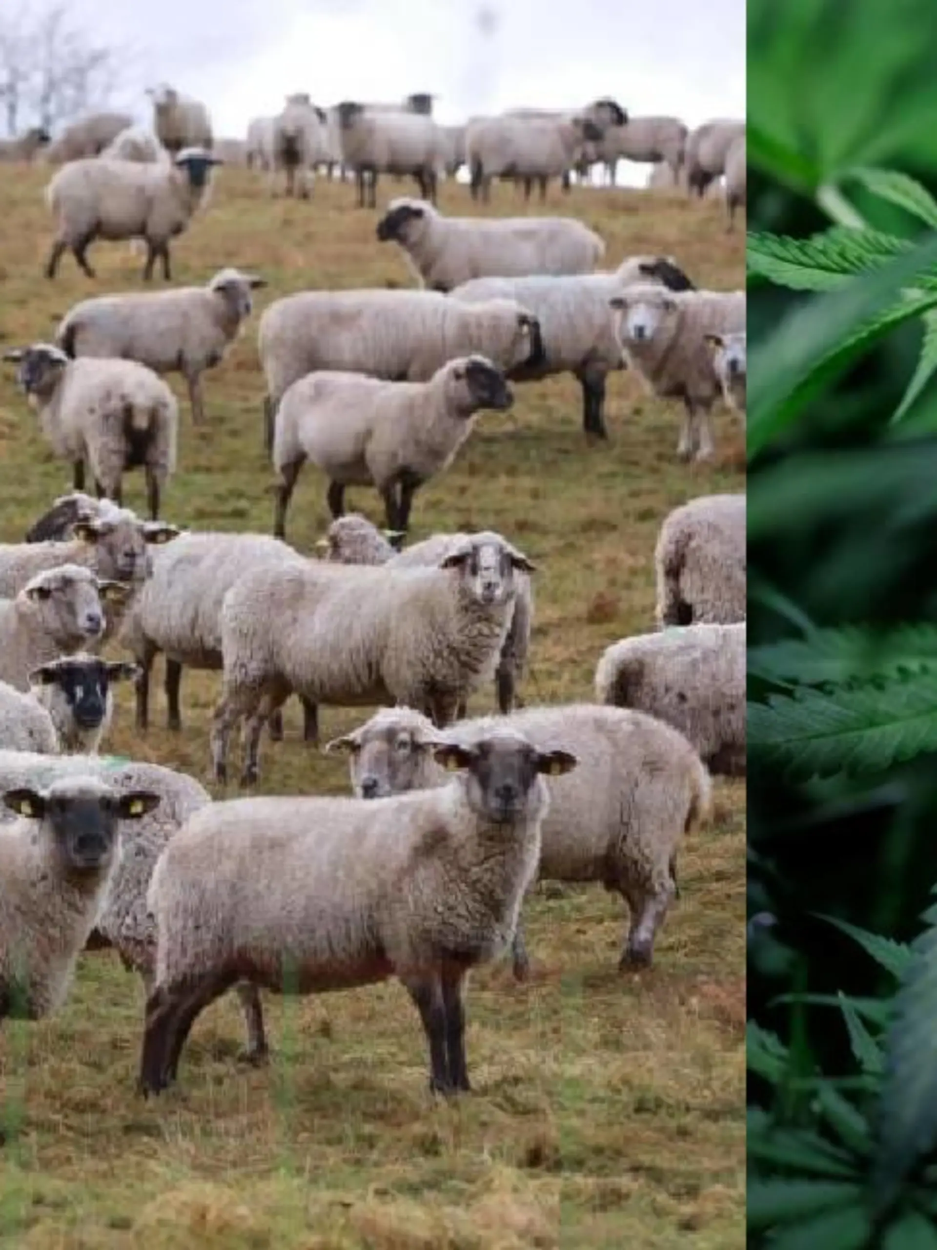 Schafsherde und Cannabis