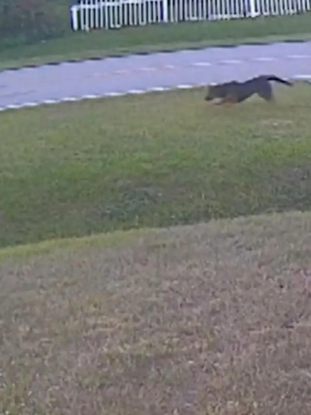 Was ein Schock! Der 6-Jährige Junge will mit dem Familienhund Tank, ein deutscher Schäferhund, gerade im Vorgarten von seinem zu Hause in Süd-Florida spielen, als ganz plötzlich ein Nachbarshund auf das Kind zujagt. Mit voller Wucht springt sein Tank dazwischen und wehrt den anderen Hund ab! Die unfassbaren Szenen zeigen wir Ihnen im Video.