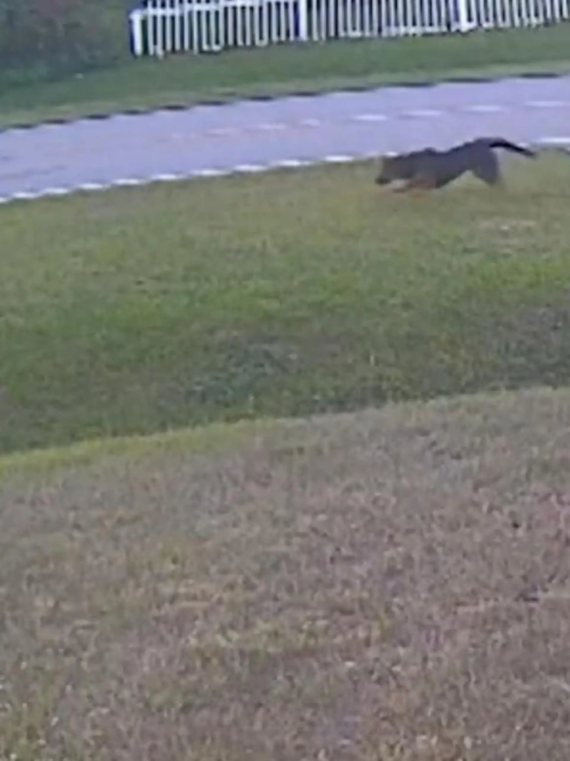 Was ein Schock! Der 6-Jährige Junge will mit dem Familienhund Tank, ein deutscher Schäferhund, gerade im Vorgarten von seinem zu Hause in Süd-Florida spielen, als ganz plötzlich ein Nachbarshund auf das Kind zujagt. Mit voller Wucht springt sein Tank dazwischen und wehrt den anderen Hund ab! Die unfassbaren Szenen zeigen wir Ihnen im Video.