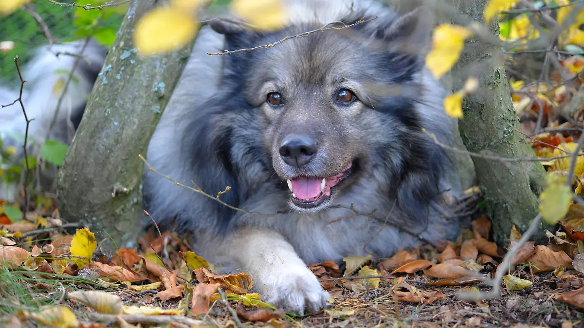  hund,wolfsspitz *** dog,keeshond km5-j79