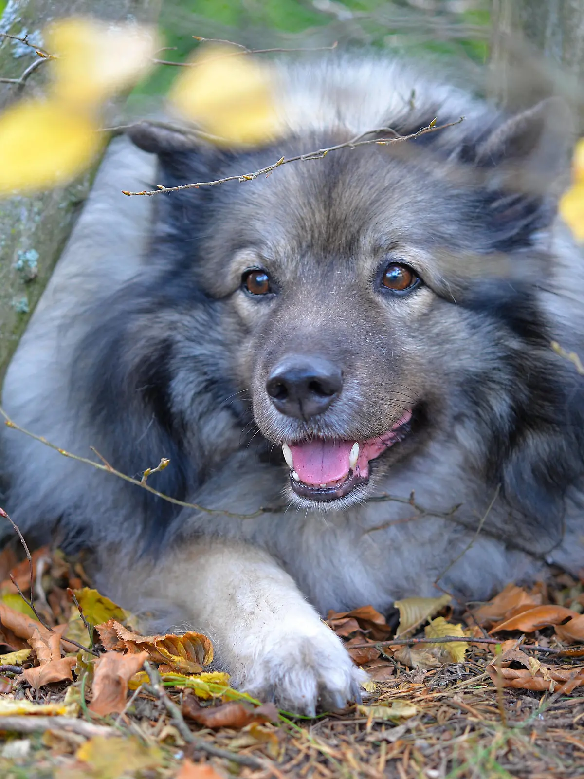  hund,wolfsspitz *** dog,keeshond km5-j79