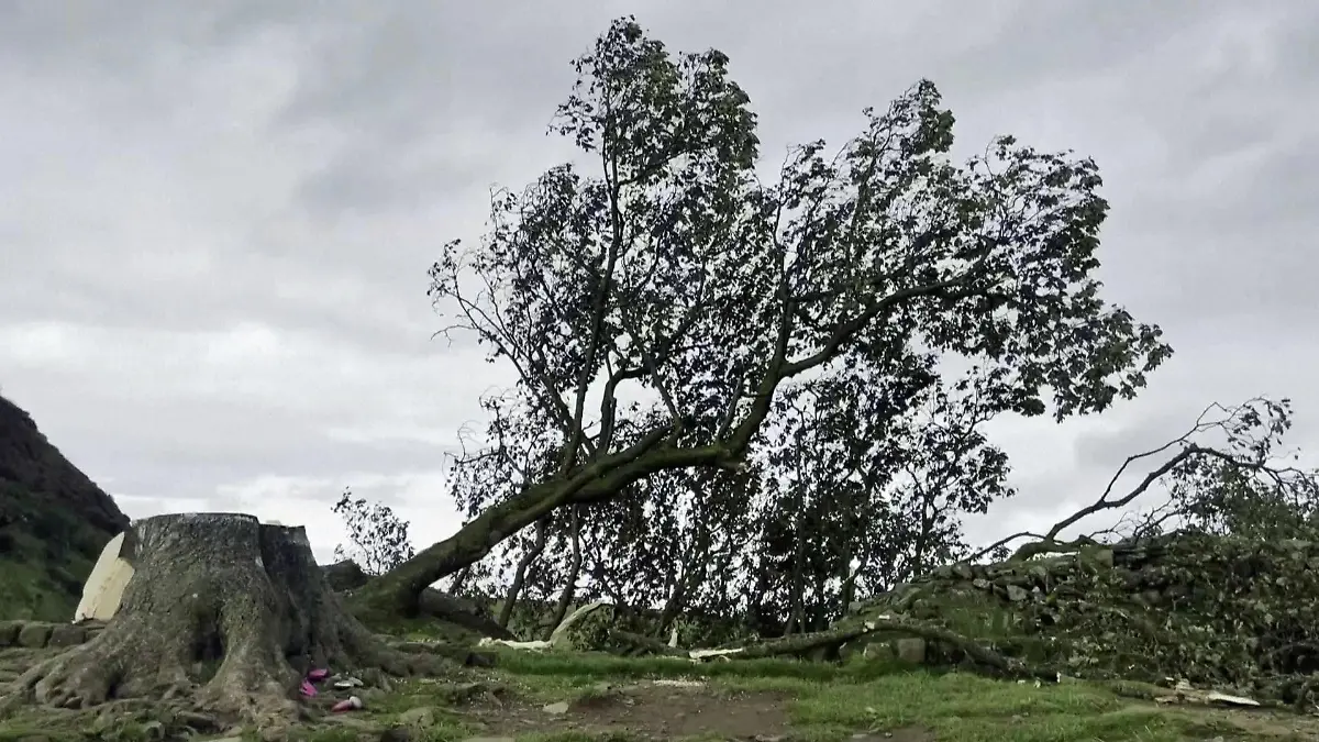 Baum