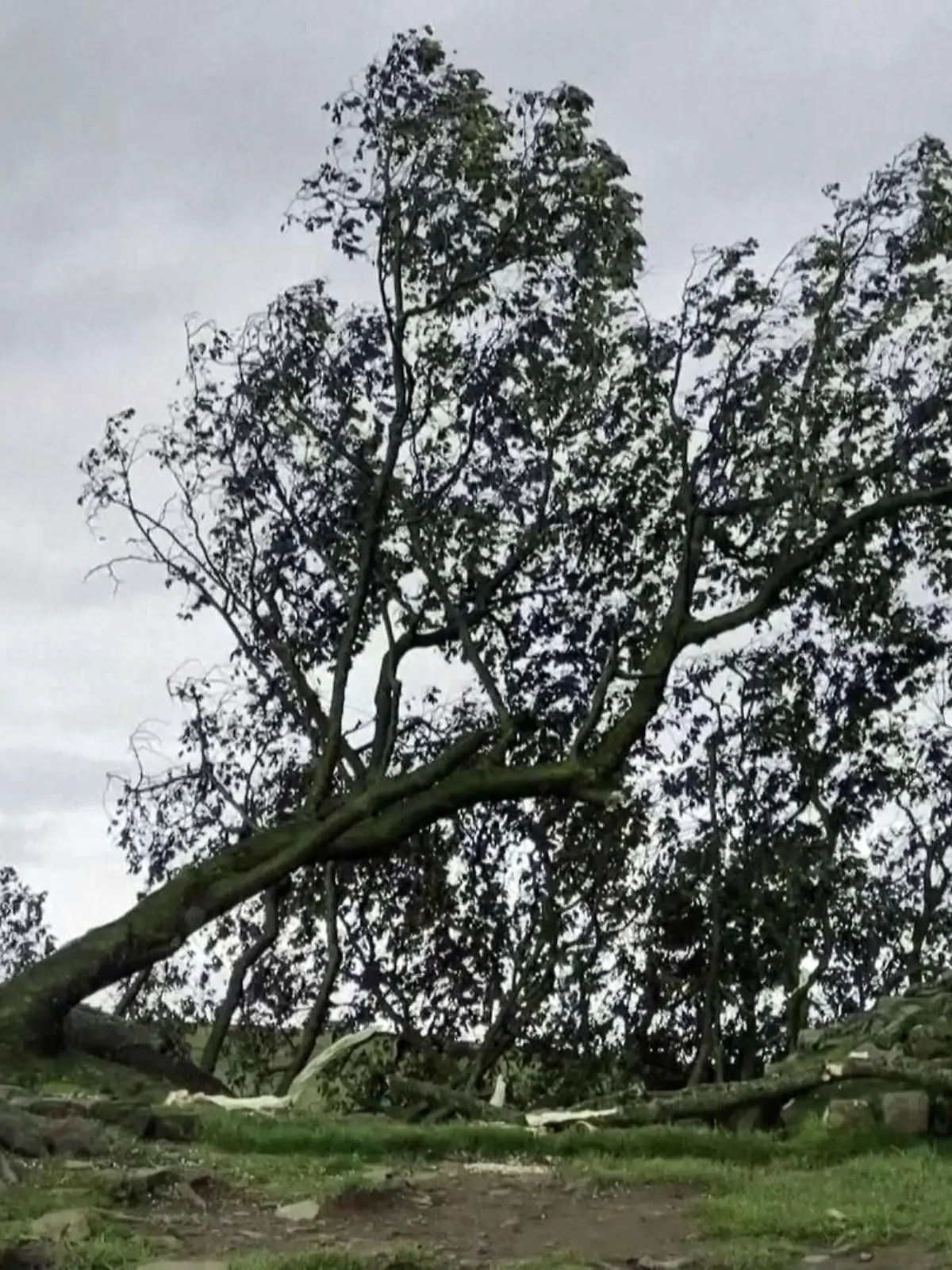 Baum