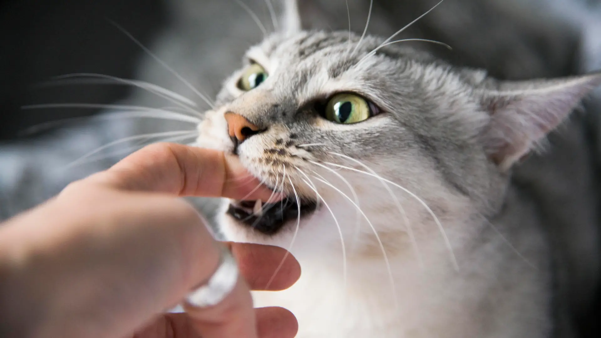 Playful Egyptian Mau cat biting finger