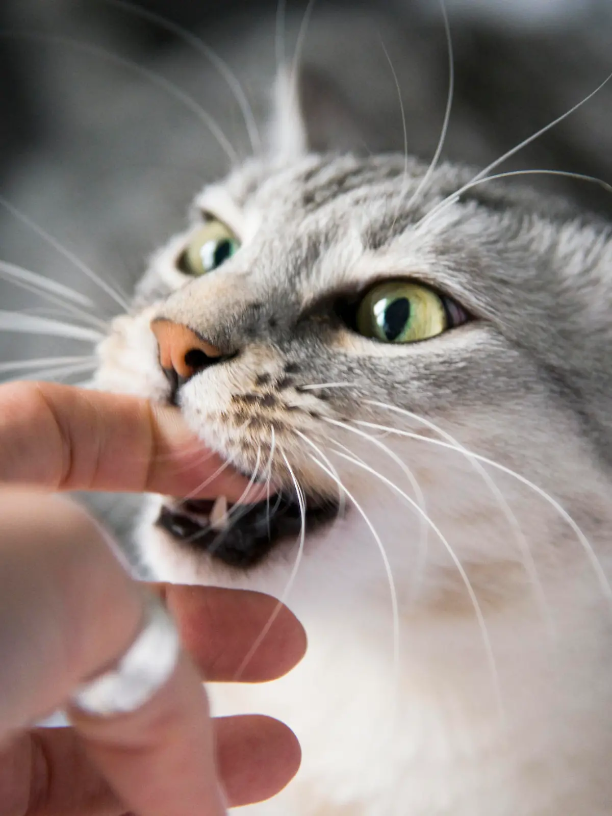 Playful Egyptian Mau cat biting finger
