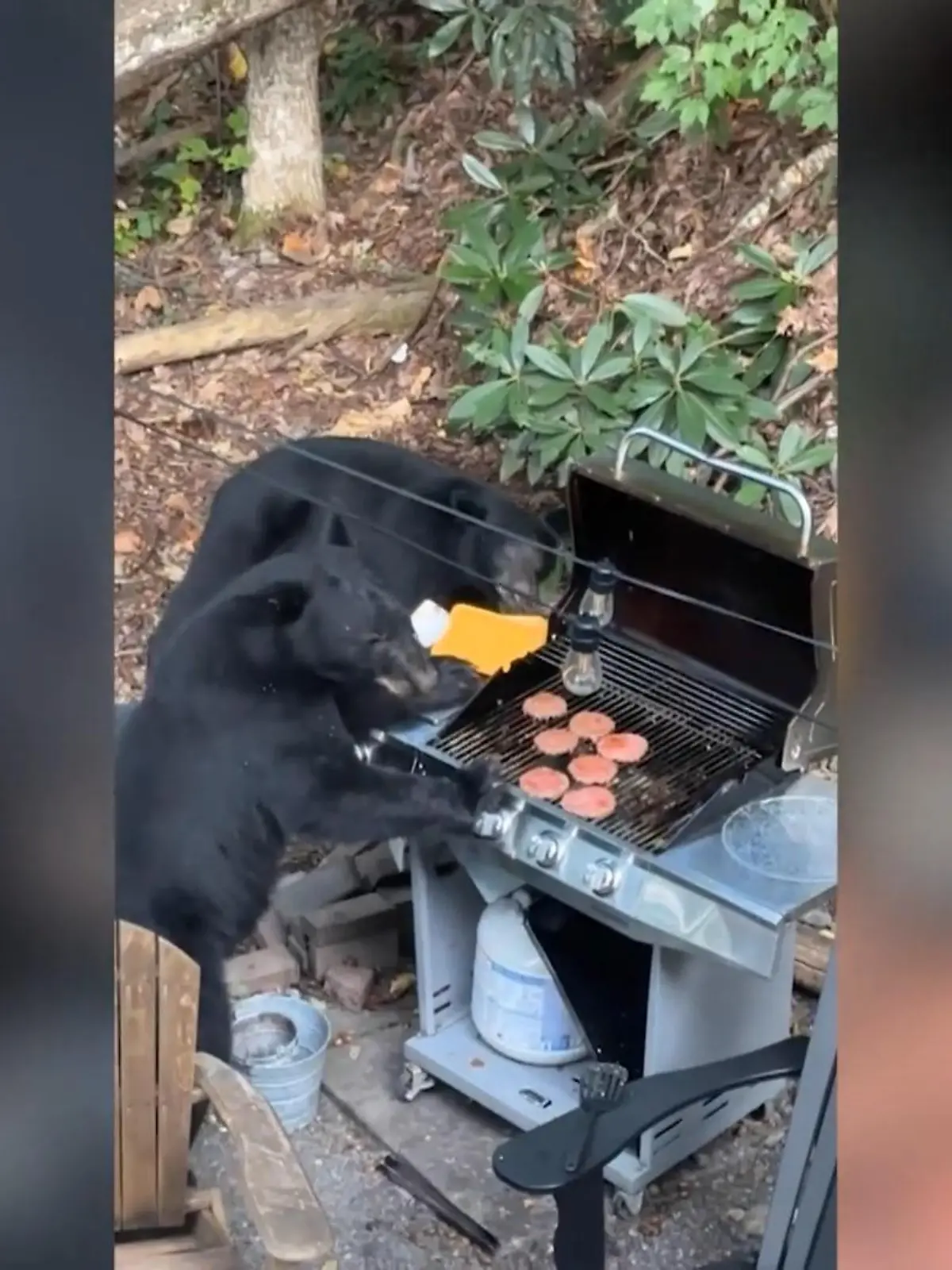 Ungeladene Gäste sind nie schön – vor allem dann, wenn sie über das Buffet herfallen, ohne zu fragen! Dazu waren die Eindringlinge im Video sogar gefährlich: Im Kurzurlaub von Melanieh Frieh kam es nämlich zu einer Bären-Überraschung.