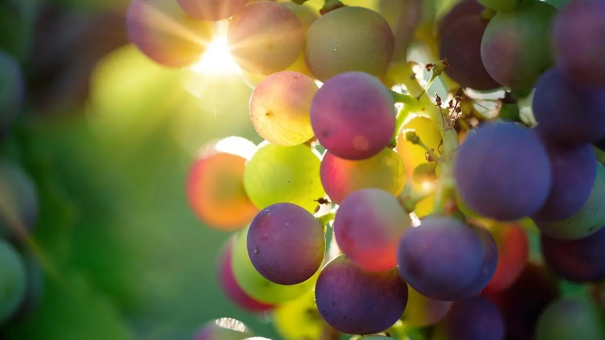 Rundum gesund! Weintrauben sind ein echtes Superfood