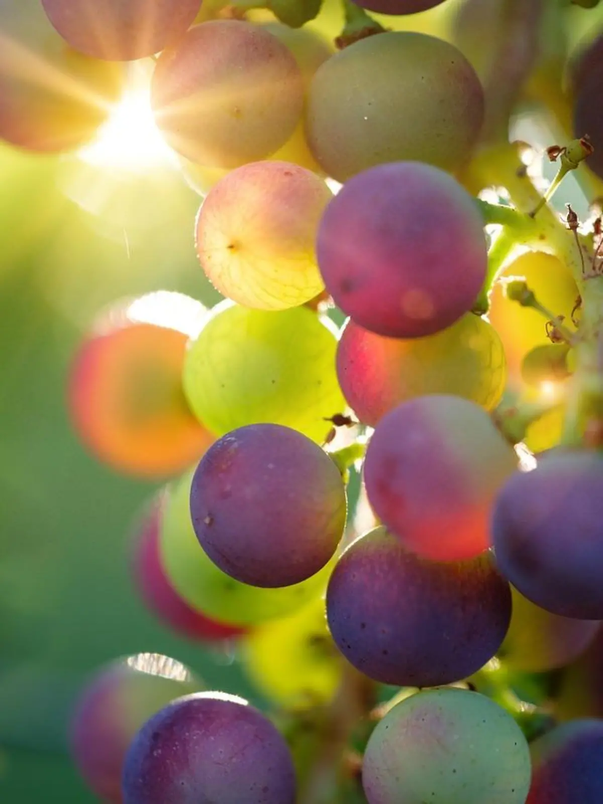 Rundum gesund! Weintrauben sind ein echtes Superfood