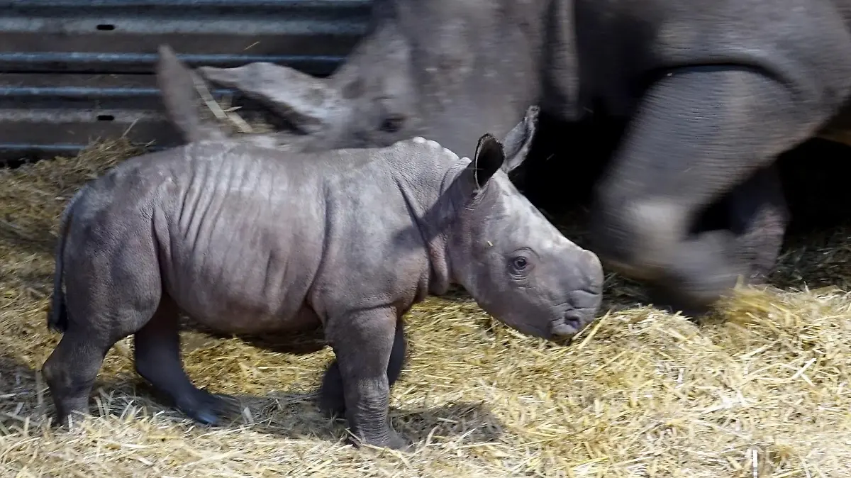 Mitte September erblickt Nashorn-Baby Fabiana das Licht der Welt.