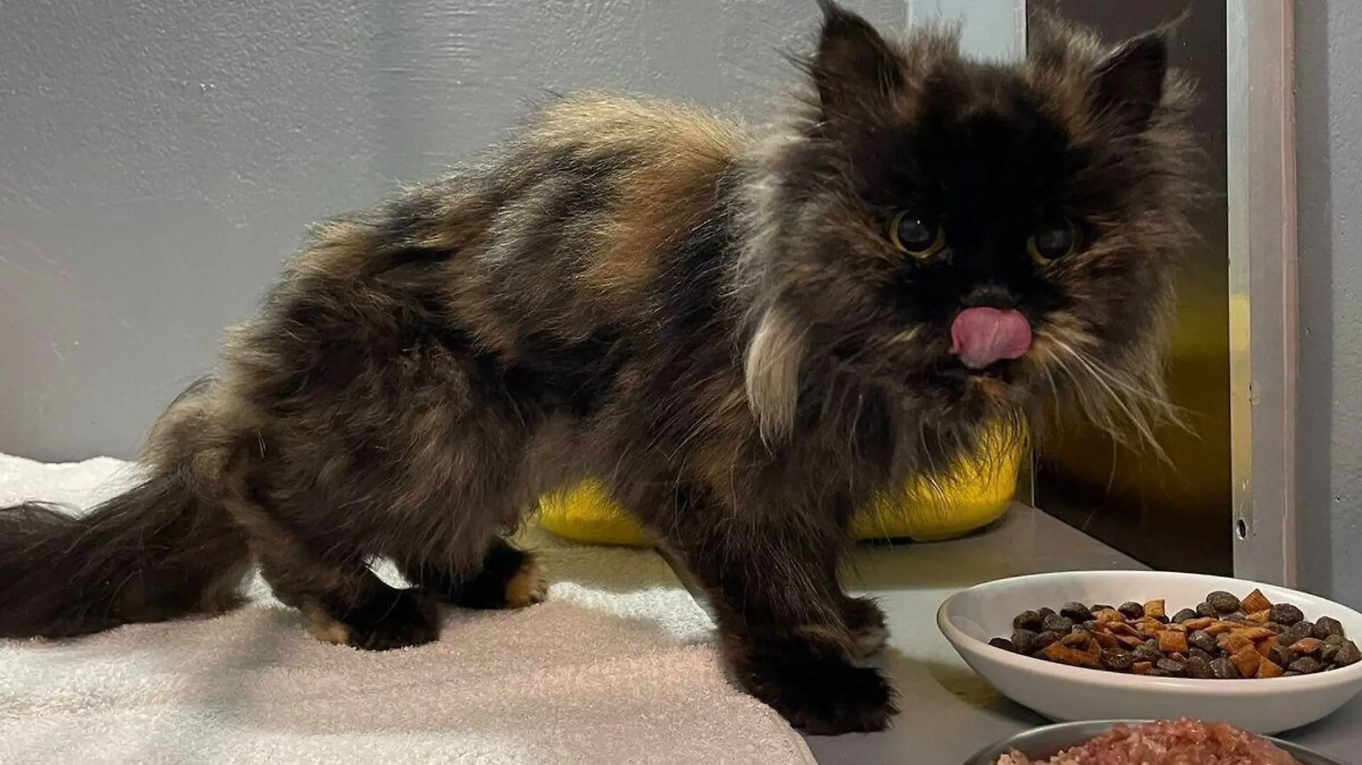 Diese Katze kämpfte ums Überleben und hatte sich von einem Toten ernährt.