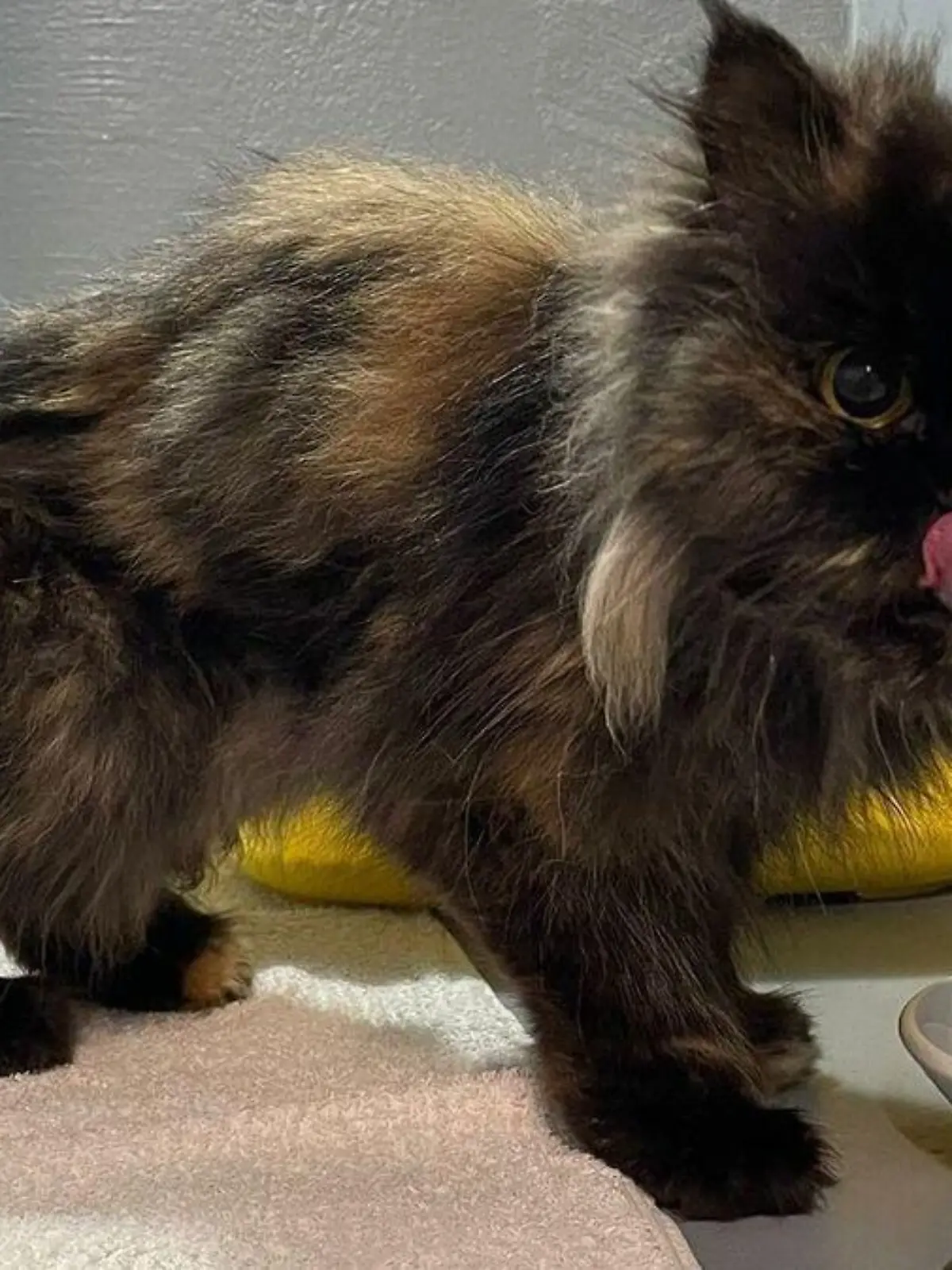 Diese Katze kämpfte ums Überleben und hatte sich von einem Toten ernährt.