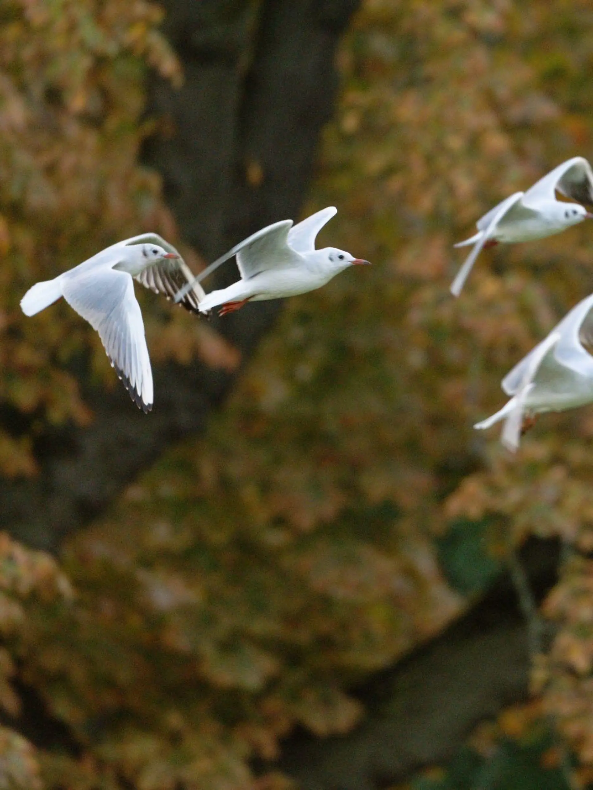 Möwen starten am Rheinufer in Düsseldorf zu ihrem Flug.