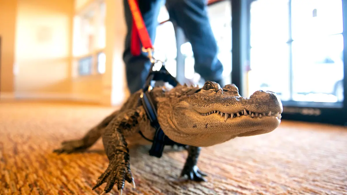 In this Jan. 14, 2019, photo Wally, an emotional support alligator, walks into the SpiriTrust Lutheran Village at Sprenkle Drive in York, Pa. (Ty Lohr/York Daily Record via AP)