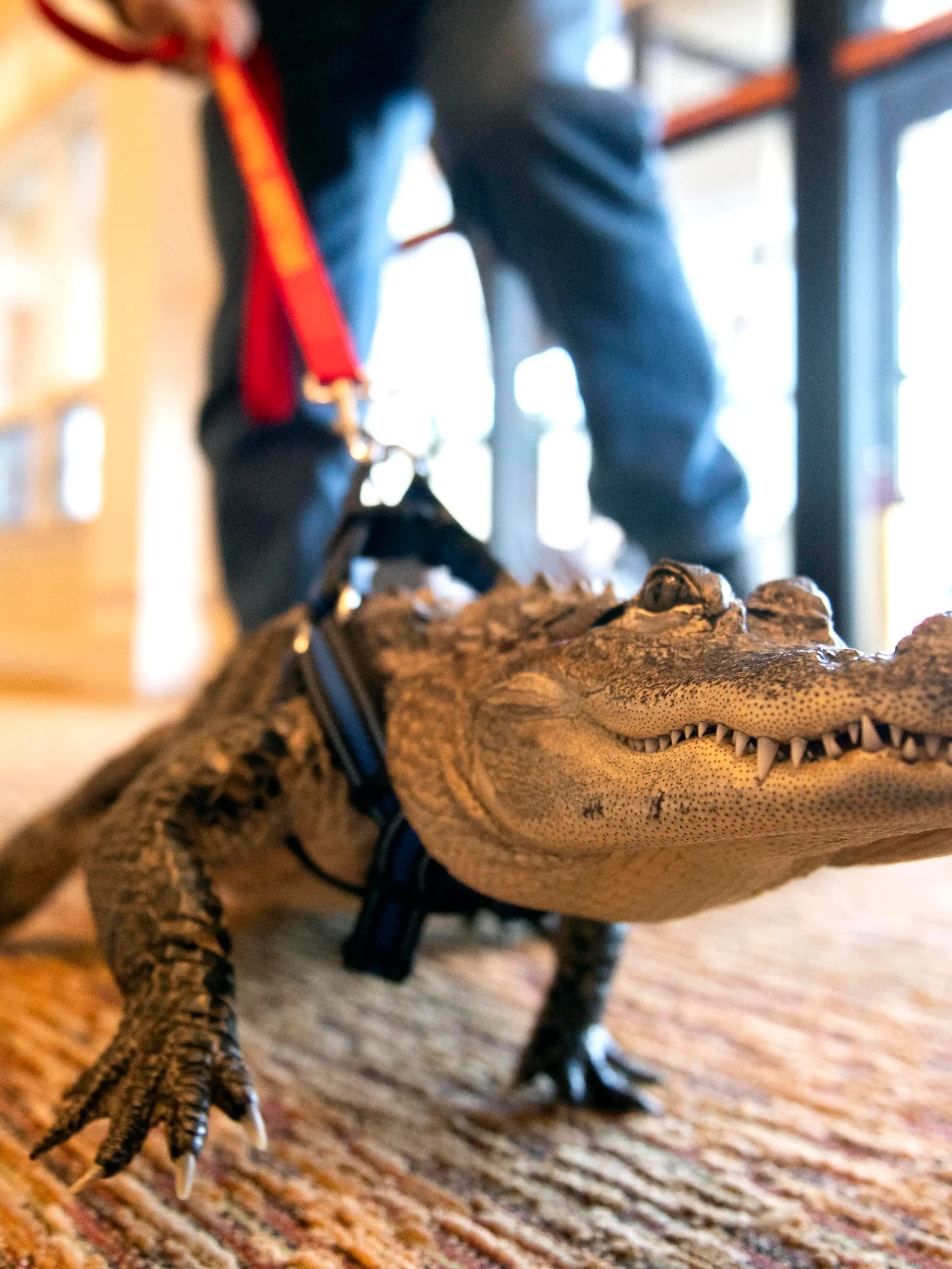 In this Jan. 14, 2019, photo Wally, an emotional support alligator, walks into the SpiriTrust Lutheran Village at Sprenkle Drive in York, Pa. (Ty Lohr/York Daily Record via AP)