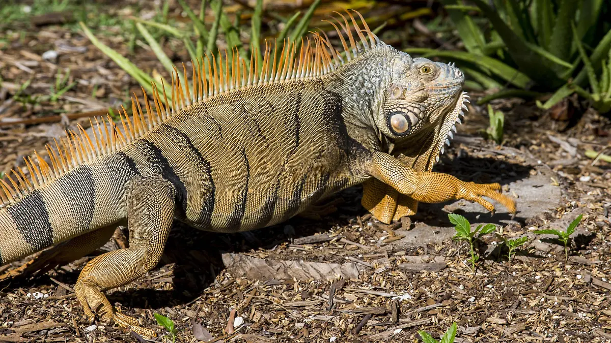 Green Iguana, Iguana Iguana, Grassy Key, Florida, United States of America, North America PUBLICATIONxINxGERxSUIxAUTxONLY Copyright: MichaelxRunkel 1184-386
Green Iguana Iguana Iguana Grassy Key Florida United States of America North America PUBLICATIONxINxGERxSUIxAUTxONLY Copyright MichaelxRunkel 1184 386