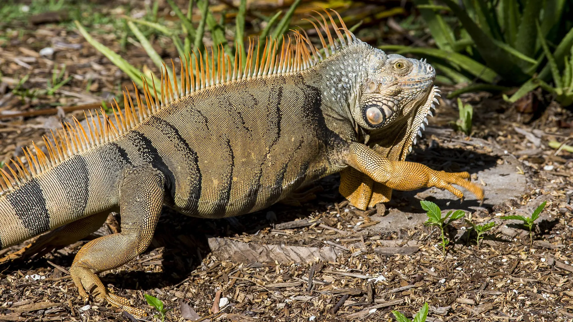 Green Iguana, Iguana Iguana, Grassy Key, Florida, United States of America, North America PUBLICATIONxINxGERxSUIxAUTxONLY Copyright: MichaelxRunkel 1184-386
Green Iguana Iguana Iguana Grassy Key Florida United States of America North America PUBLICATIONxINxGERxSUIxAUTxONLY Copyright MichaelxRunkel 1184 386