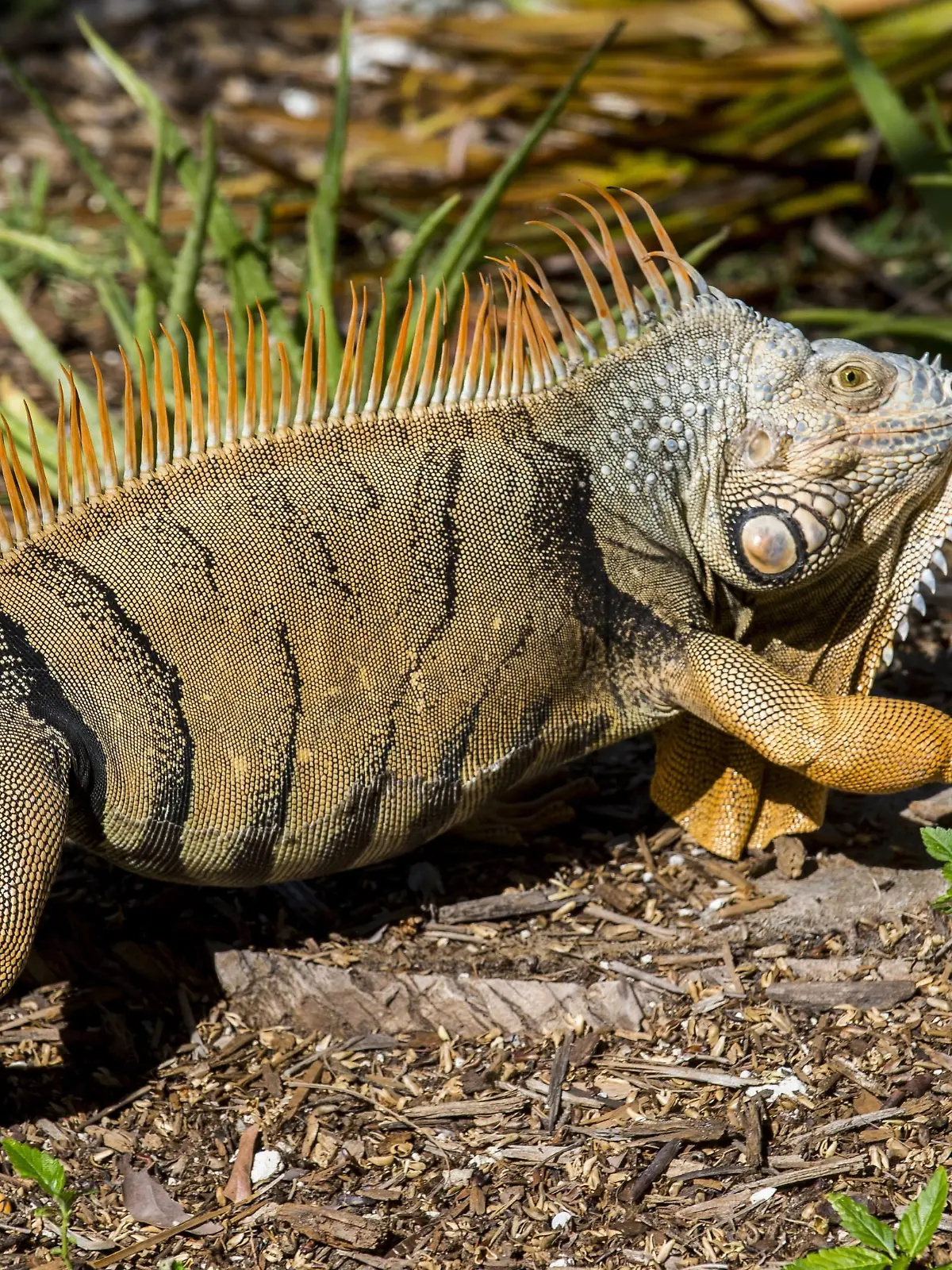 Green Iguana, Iguana Iguana, Grassy Key, Florida, United States of America, North America PUBLICATIONxINxGERxSUIxAUTxONLY Copyright: MichaelxRunkel 1184-386

Green Iguana Iguana Iguana Grassy Key Florida United States of America North America PUBLICATIONxINxGERxSUIxAUTxONLY Copyright MichaelxRunkel 1184 386  