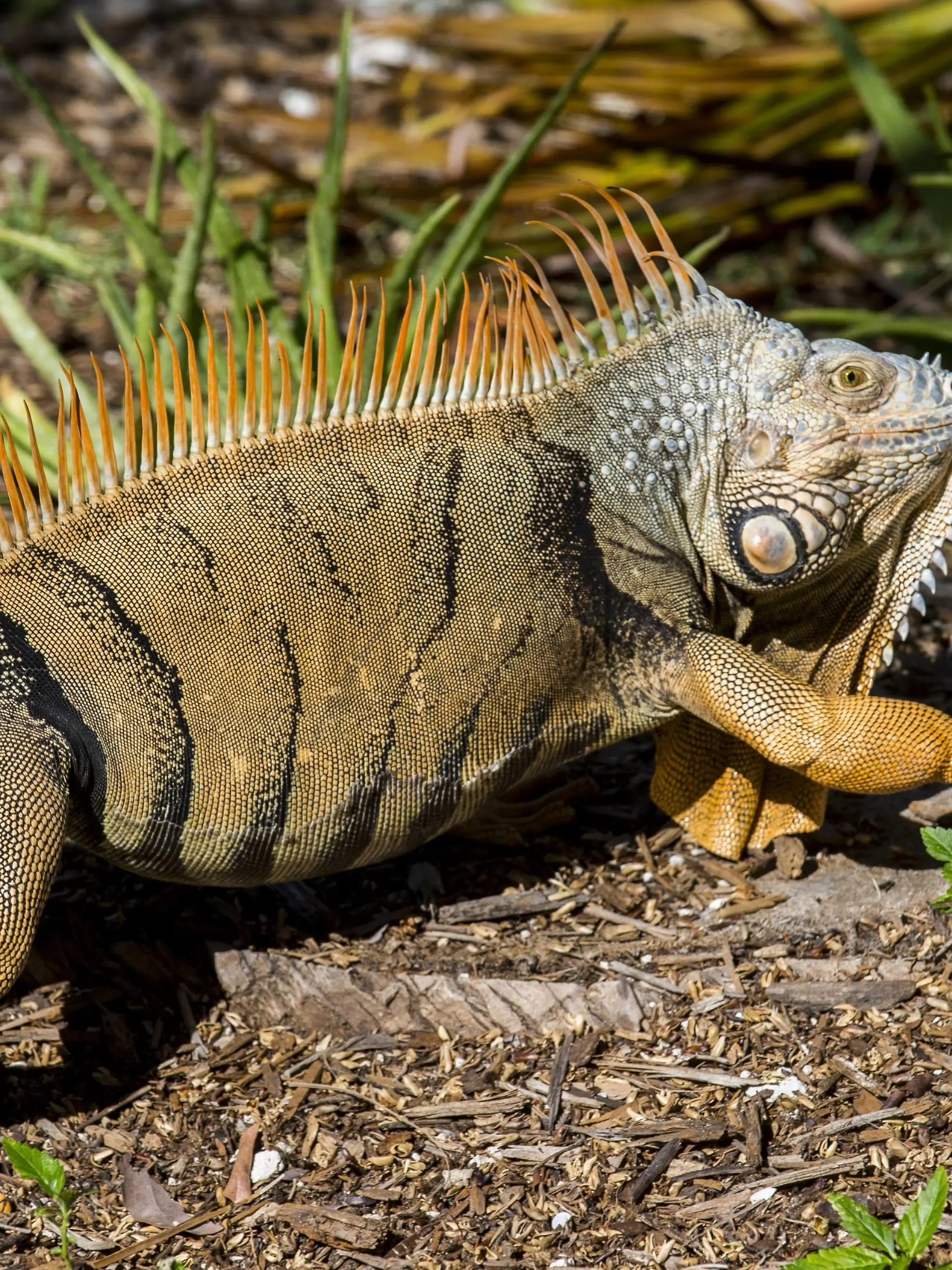 Green Iguana, Iguana Iguana, Grassy Key, Florida, United States of America, North America PUBLICATIONxINxGERxSUIxAUTxONLY Copyright: MichaelxRunkel 1184-386

Green Iguana Iguana Iguana Grassy Key Florida United States of America North America PUBLICATIONxINxGERxSUIxAUTxONLY Copyright MichaelxRunkel 1184 386  