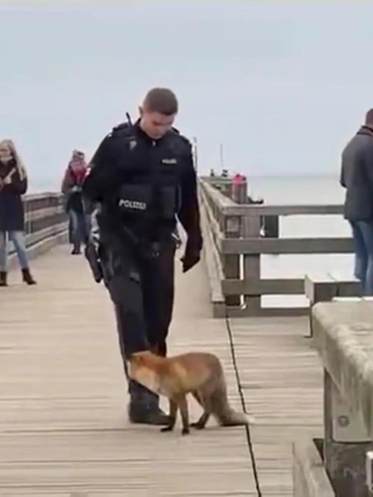 Ein Jäger musste das Tier erlegen.