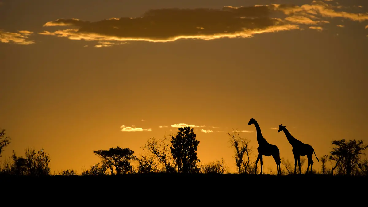 Two giraffes in silhouette and some bushes  on the horizon against a red and orange sunset in Africa. 