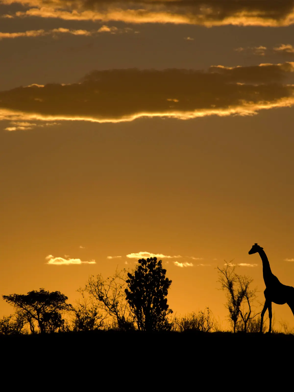 Two giraffes in silhouette and some bushes  on the horizon against a red and orange sunset in Africa. 