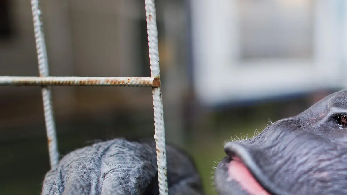 ARCHIV - Schimpanse Robby verweilt am 03.12.2015 in seinem Gehege am Zirkus «Belly» in Celle (Niedersachsen). Um die zukünftige Unterbringung des wohl letzten Menschenaffen in einem deutschen Zirkus geht es am 27.04.2017 vor dem Verwaltungsgericht in Lüneburg. Foto: Julian Stratenschulte/dpa (zu dpa "Ein Leben im Zirkus - was wird aus Schimpanse Robby?" vom 27.04.2017) Foto: Julian Stratenschulte/dpa +++(c) dpa - Bildfunk+++