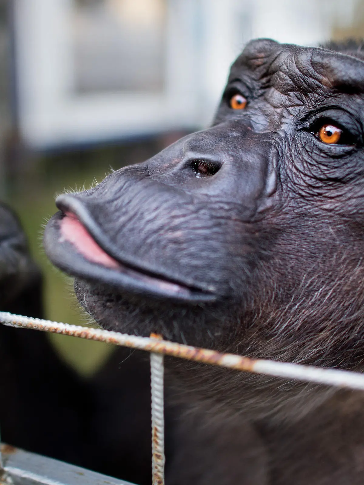 ARCHIV - Schimpanse Robby verweilt am 03.12.2015 in seinem Gehege am Zirkus «Belly» in Celle (Niedersachsen). Um die zukünftige Unterbringung des wohl letzten Menschenaffen in einem deutschen Zirkus geht es am 27.04.2017 vor dem Verwaltungsgericht in Lüneburg. Foto: Julian Stratenschulte/dpa (zu dpa "Ein Leben im Zirkus - was wird aus Schimpanse Robby?" vom 27.04.2017) Foto: Julian Stratenschulte/dpa +++(c) dpa - Bildfunk+++