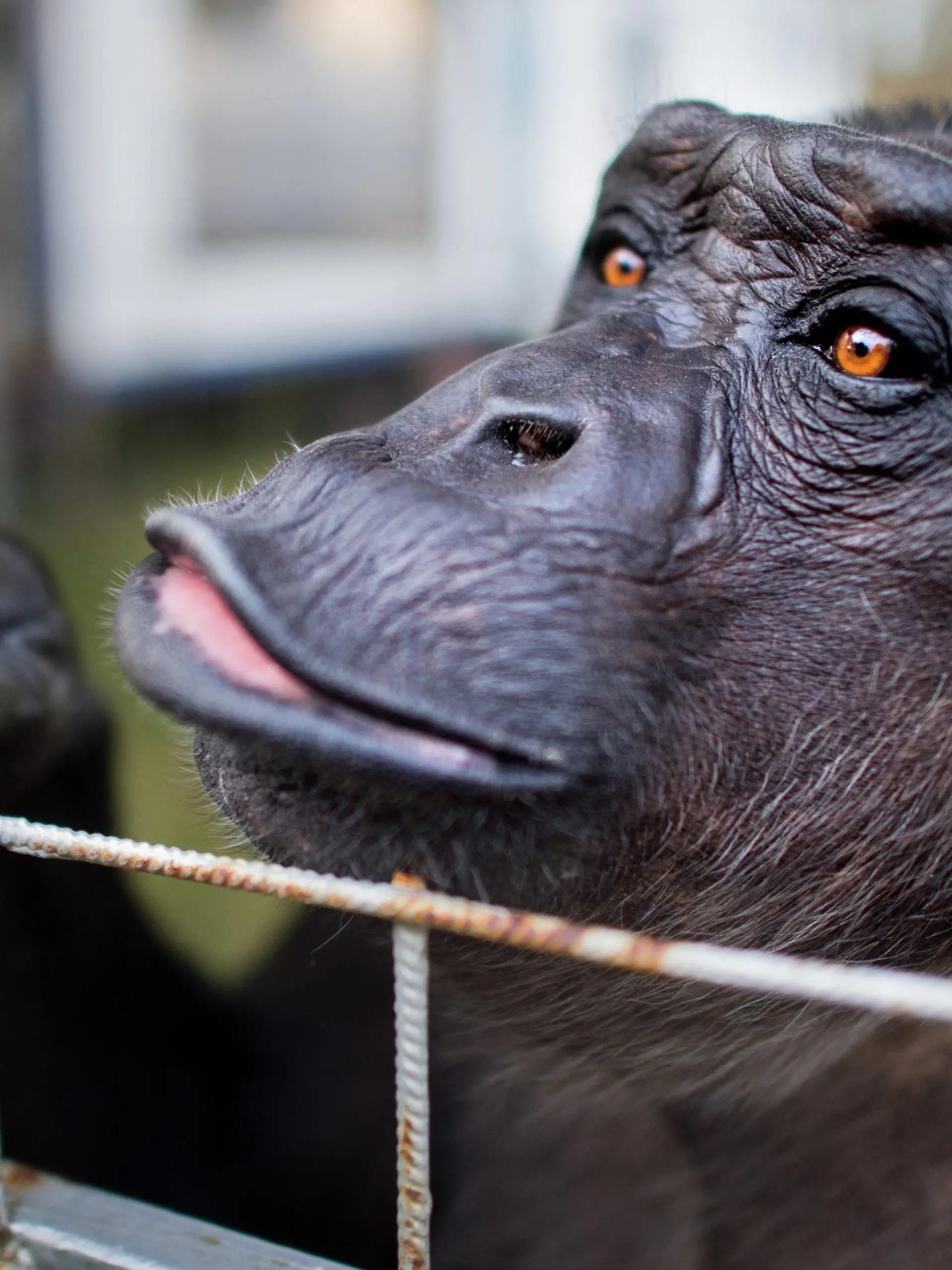 ARCHIV - Schimpanse Robby verweilt am 03.12.2015 in seinem Gehege am Zirkus «Belly» in Celle (Niedersachsen). Um die zukünftige Unterbringung des wohl letzten Menschenaffen in einem deutschen Zirkus geht es am 27.04.2017 vor dem Verwaltungsgericht in Lüneburg. Foto: Julian Stratenschulte/dpa (zu dpa "Ein Leben im Zirkus - was wird aus Schimpanse Robby?" vom 27.04.2017) Foto: Julian Stratenschulte/dpa +++(c) dpa - Bildfunk+++